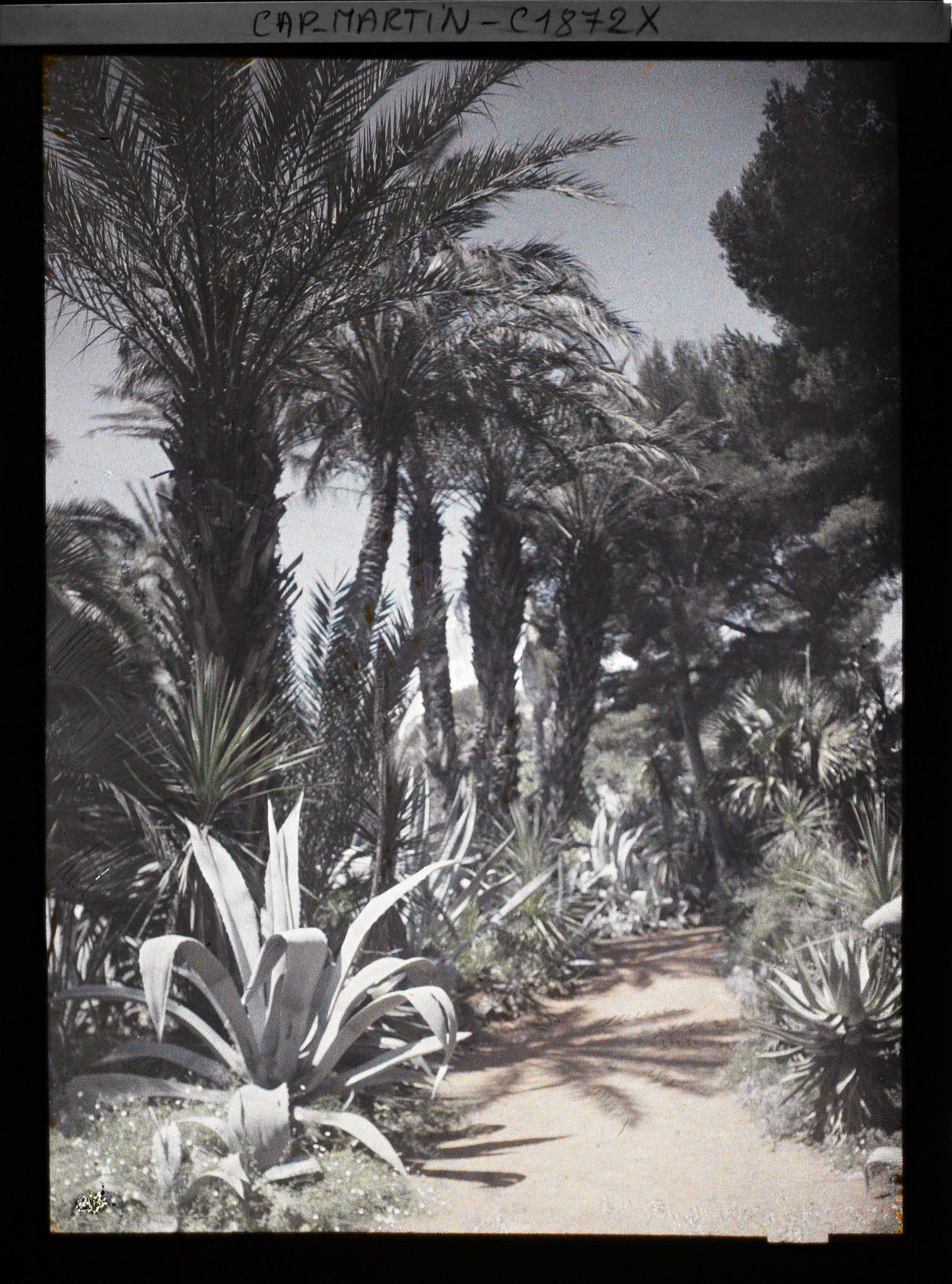 Image représentant Allée bordée d'une rangée de palmiers et autres plantes exotiques à leur pied