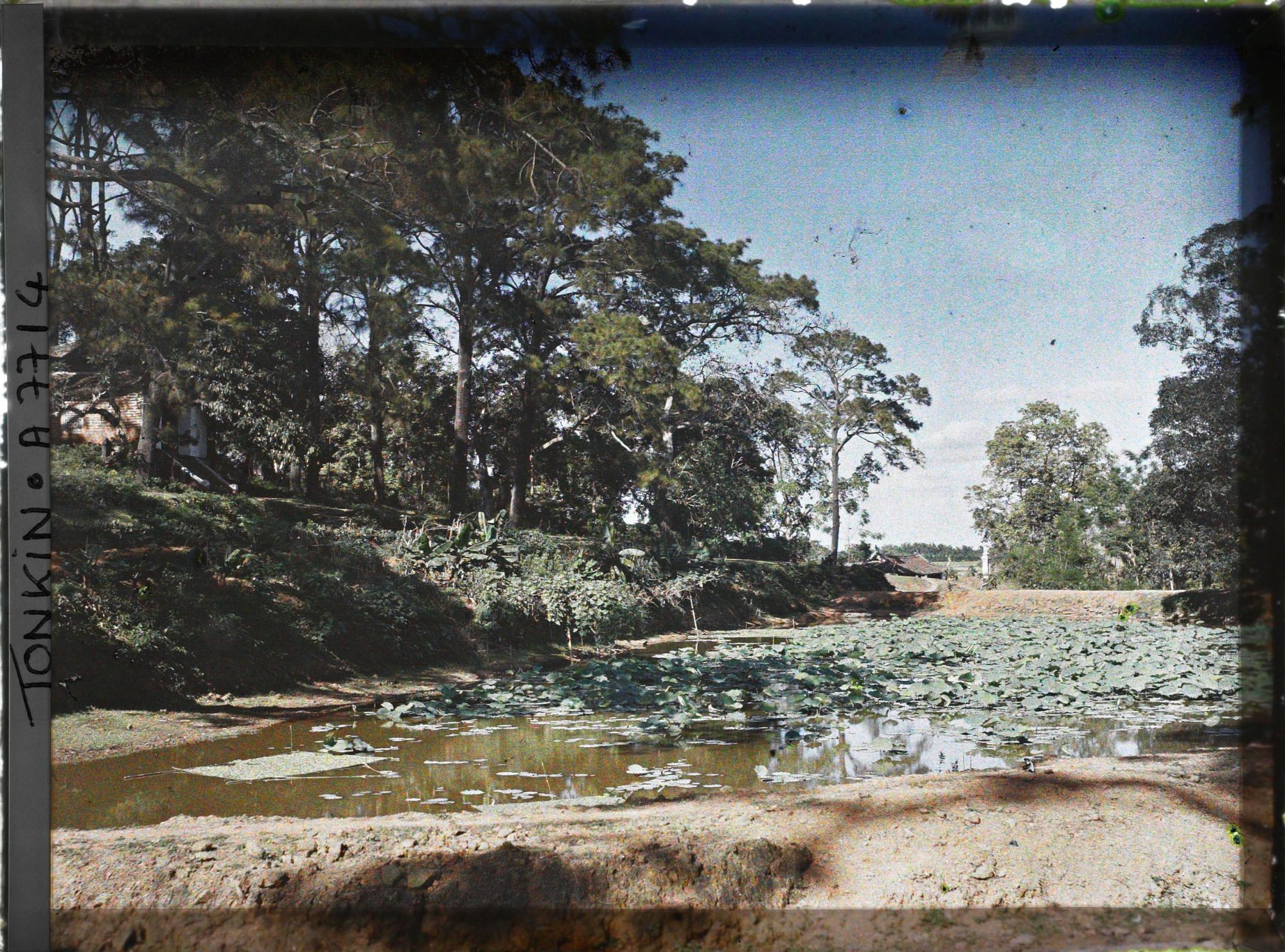 Image représentant Un étang couvert de lotus