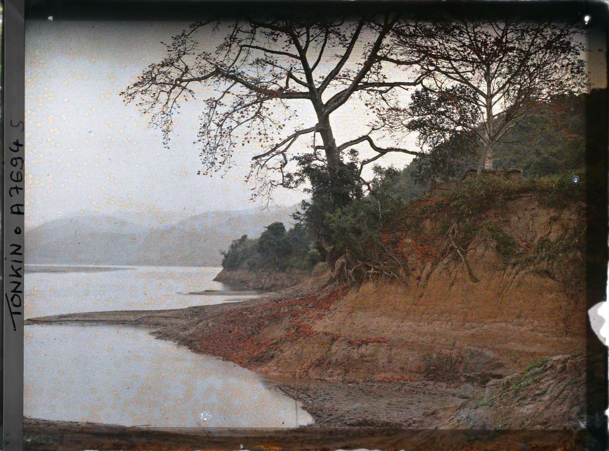 Image représentant Des kapokiers en fleurs au bord de la riviere Noire, entre Hoa-binh et Cho-Bõ