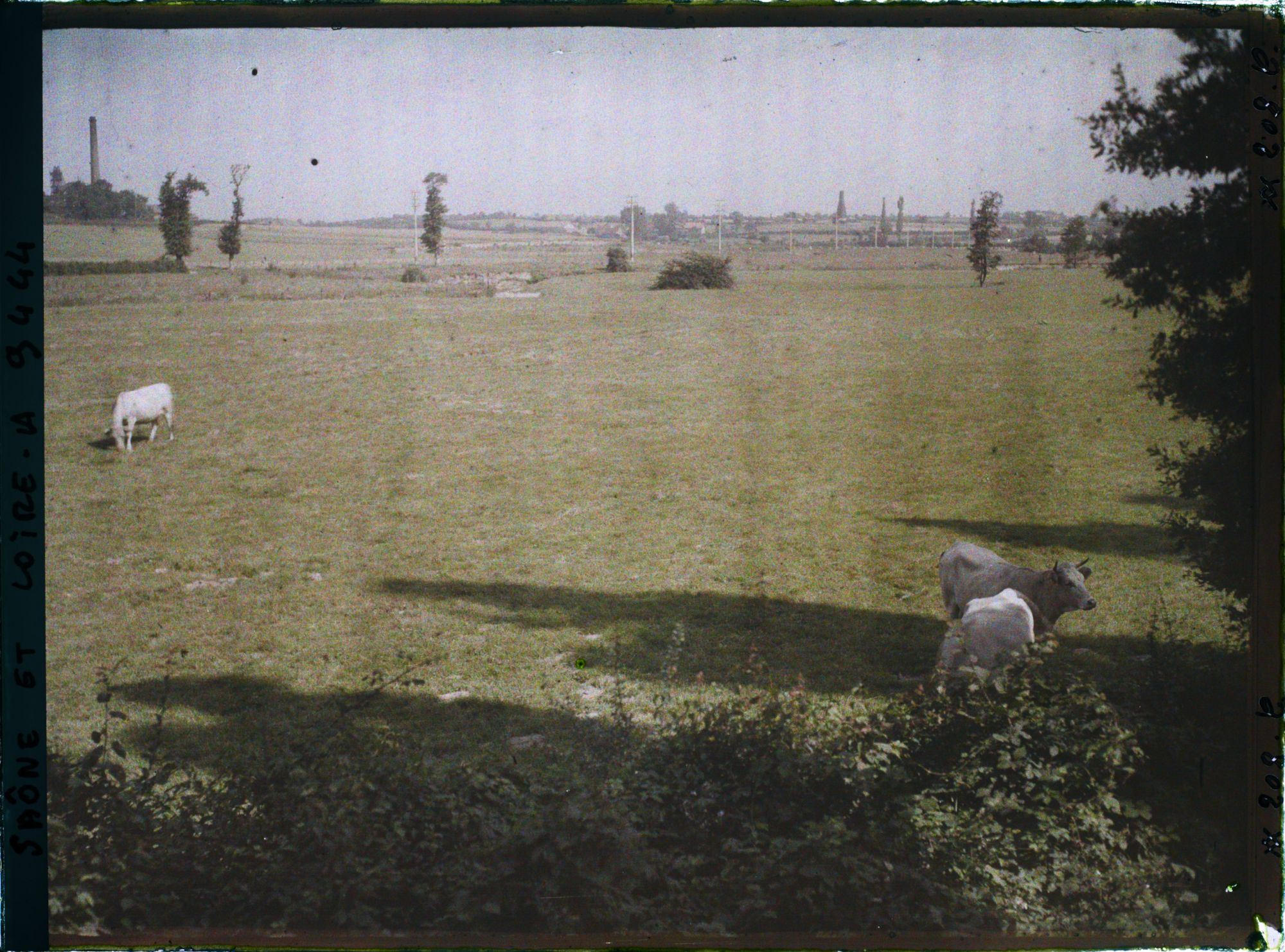 Image représentant Vaches nivernaises au pâturage