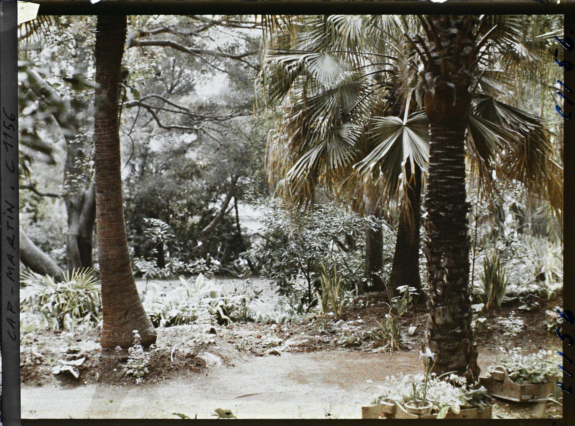 Image représentant Caissettes de jardinier à l'ombre des palmiers