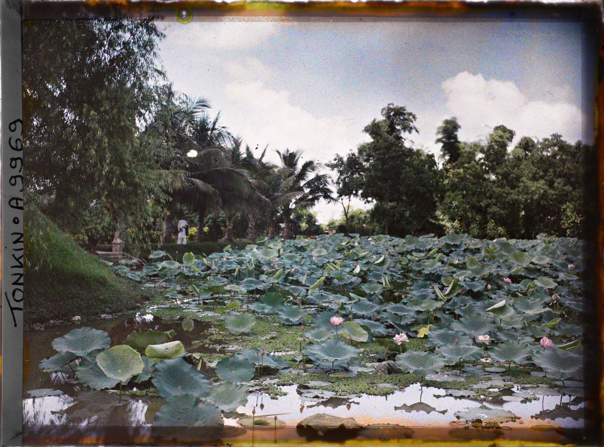 Image représentant Un étang couvert de lotus en fleurs