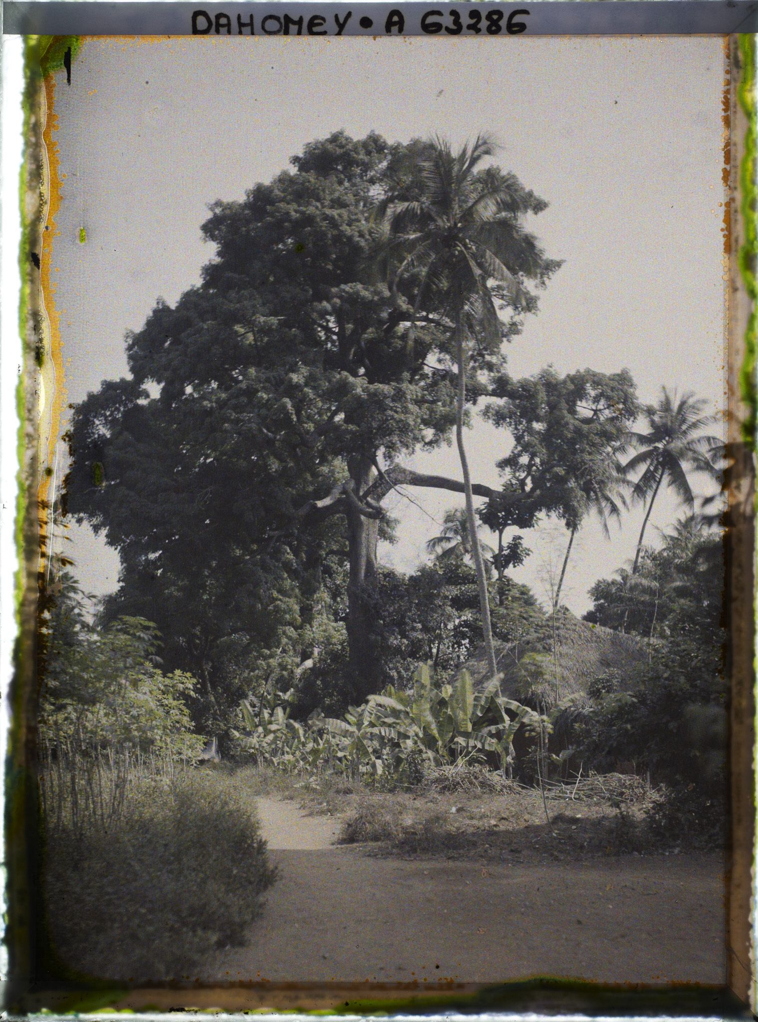 Image représentant Espèces arboricoles : Kapokiers, cocotiers, bananiers et manioc