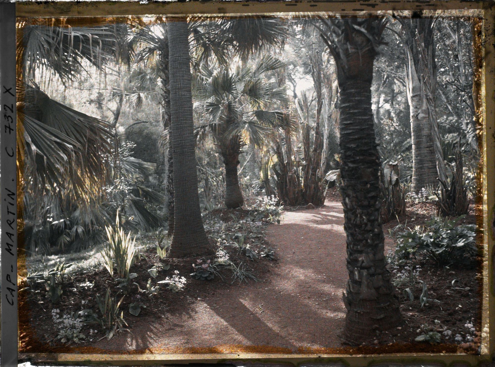 Image représentant Sous-bois de palmiers dans le jardin tropical