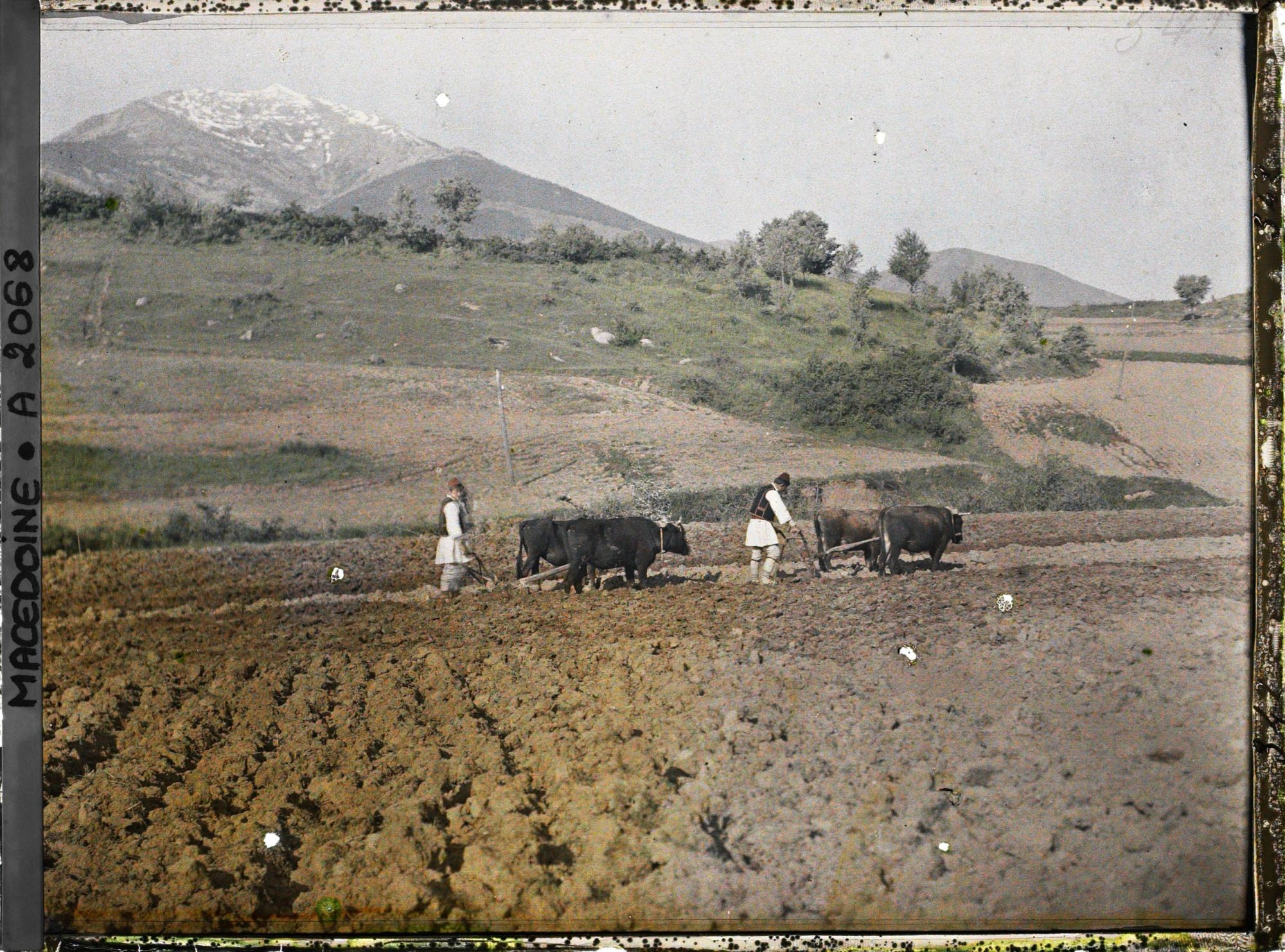 Image représentant Paysans bulgares labourant