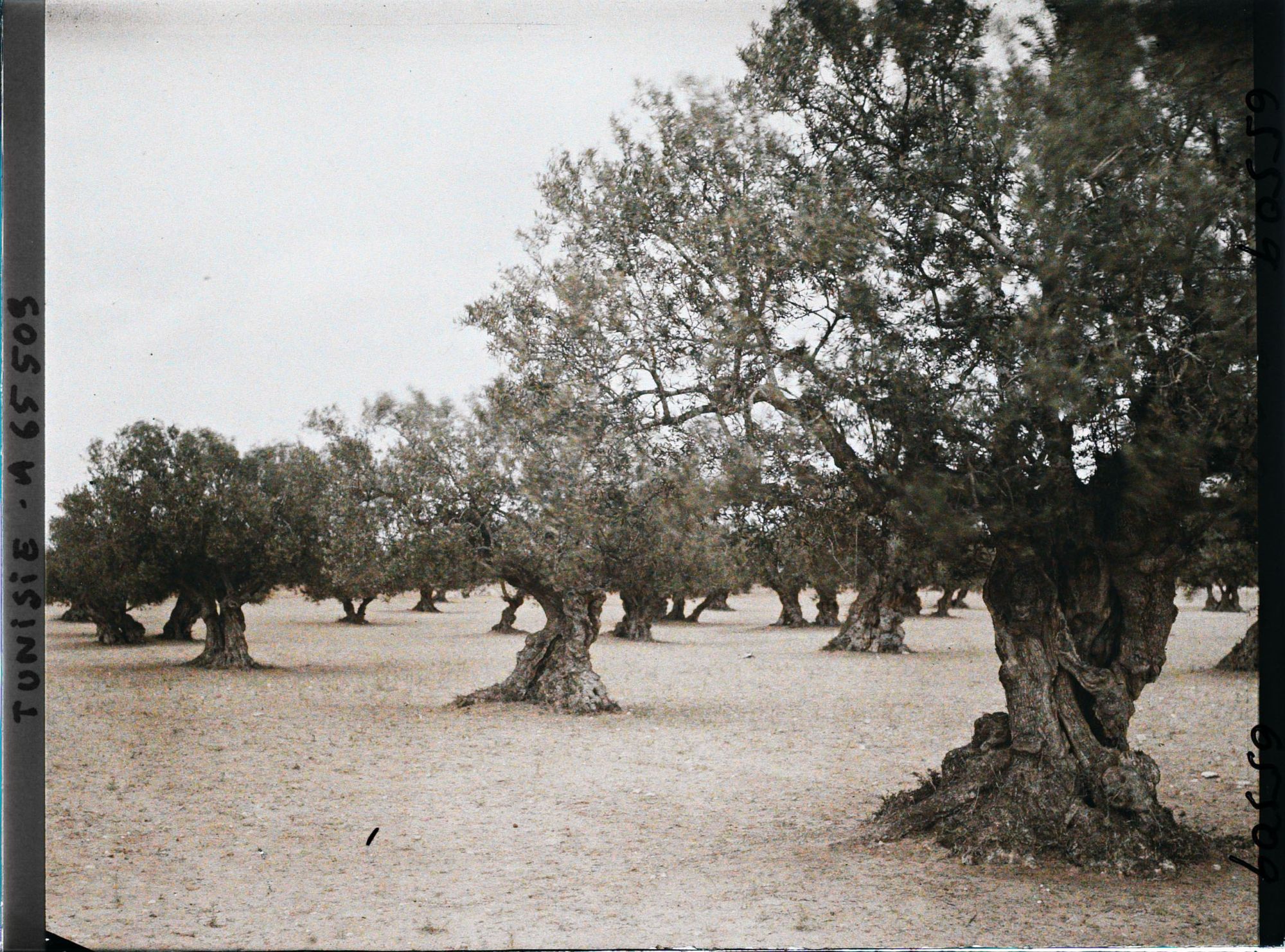 Image représentant Vieux oliviers dans une plantation (culture arabe)