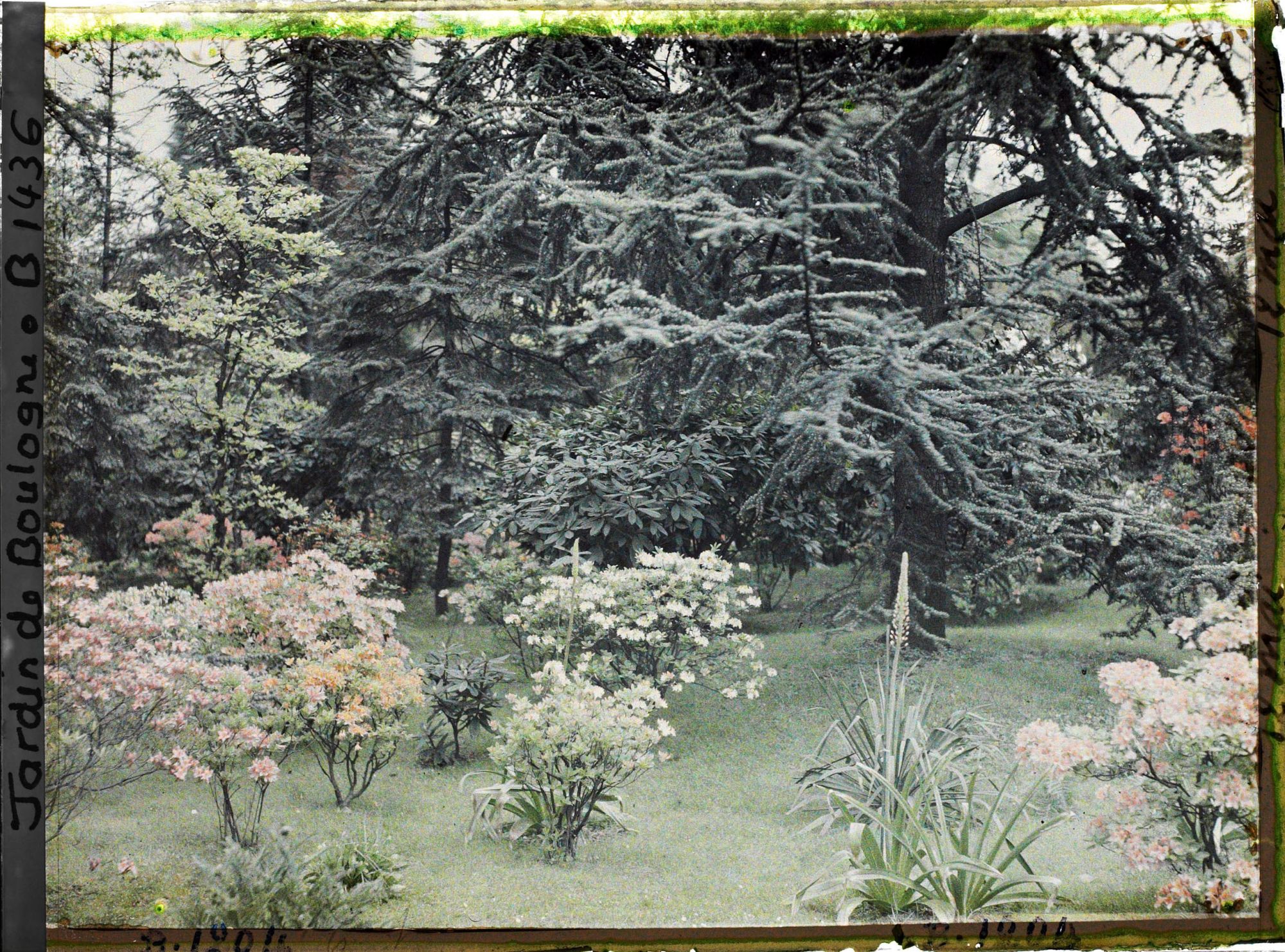 Image représentant Azalées sur la pelouse qui borde la forêt bleue