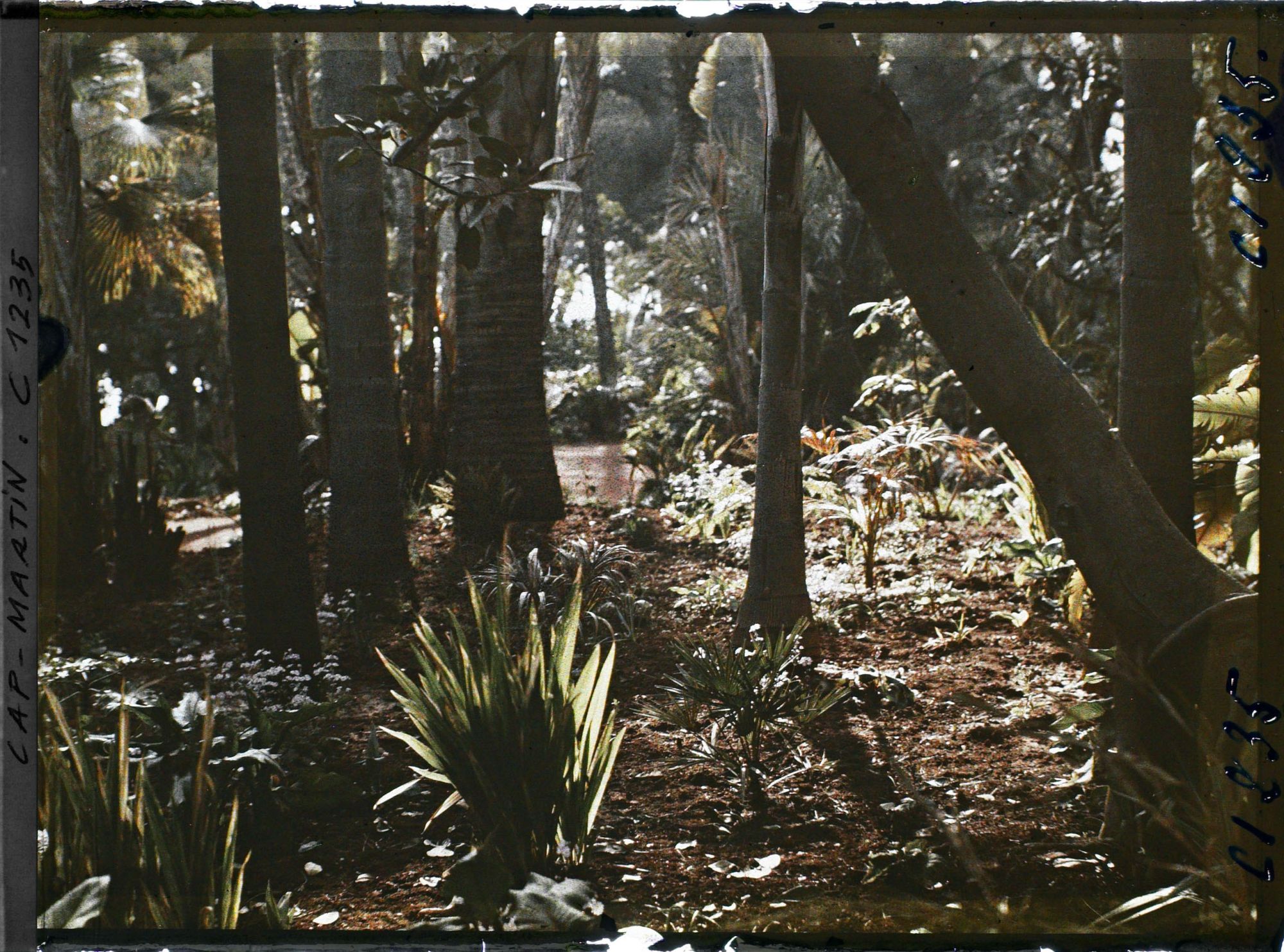 Image représentant le Jardin