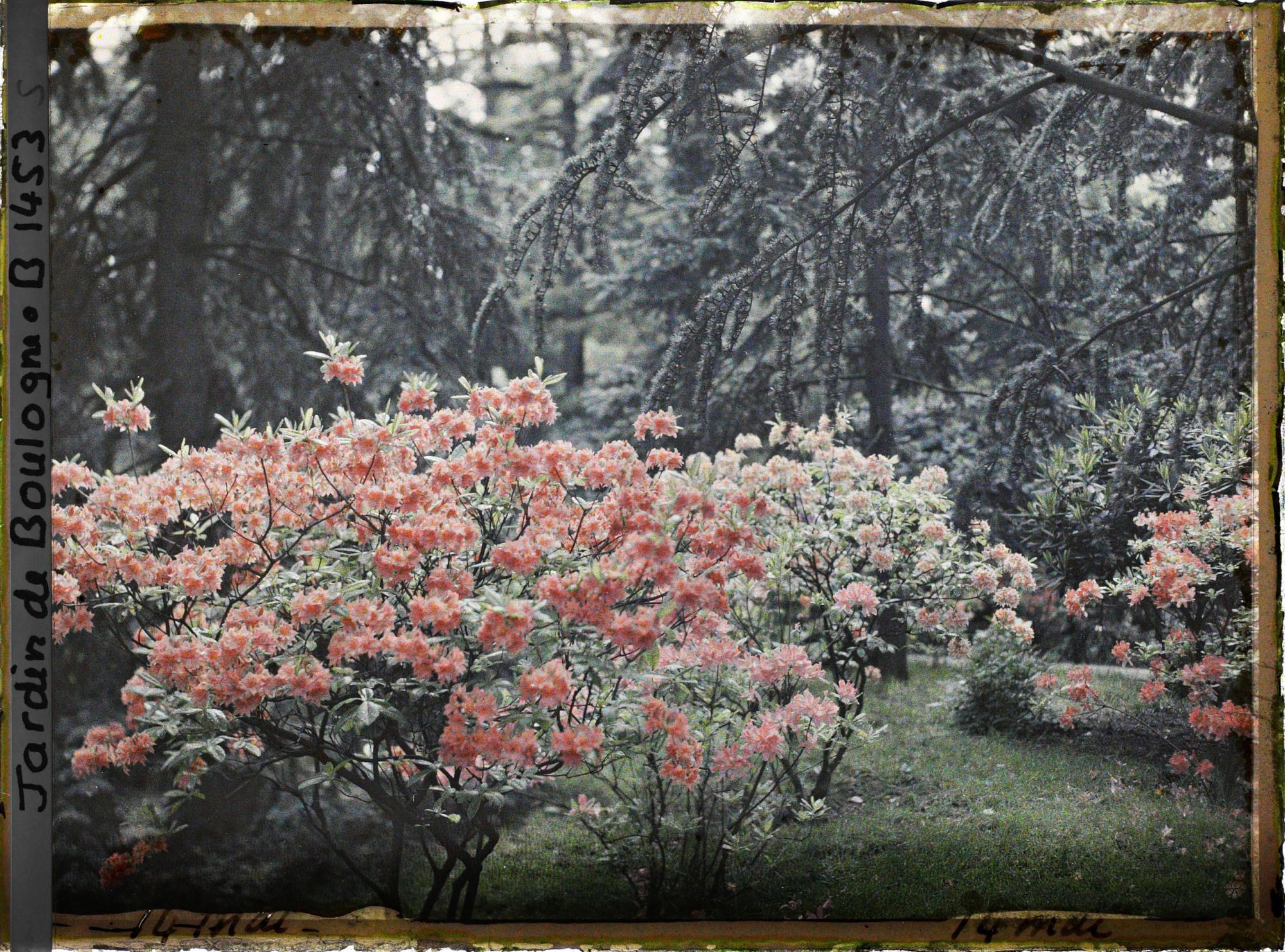 Image représentant Azalées près de la forêt bleue