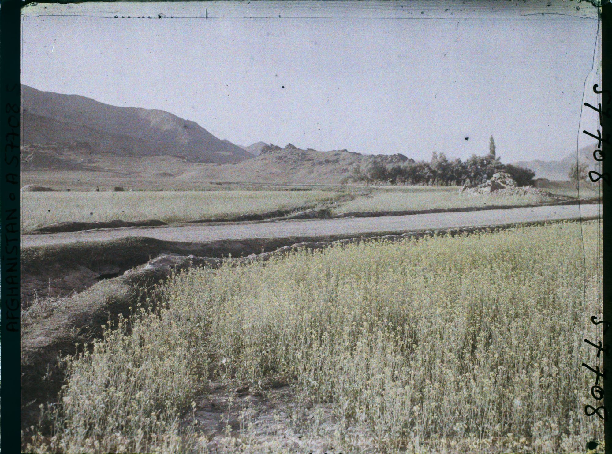 Image représentant Afghanistan, Meidan, Paysage et Champ de Colza