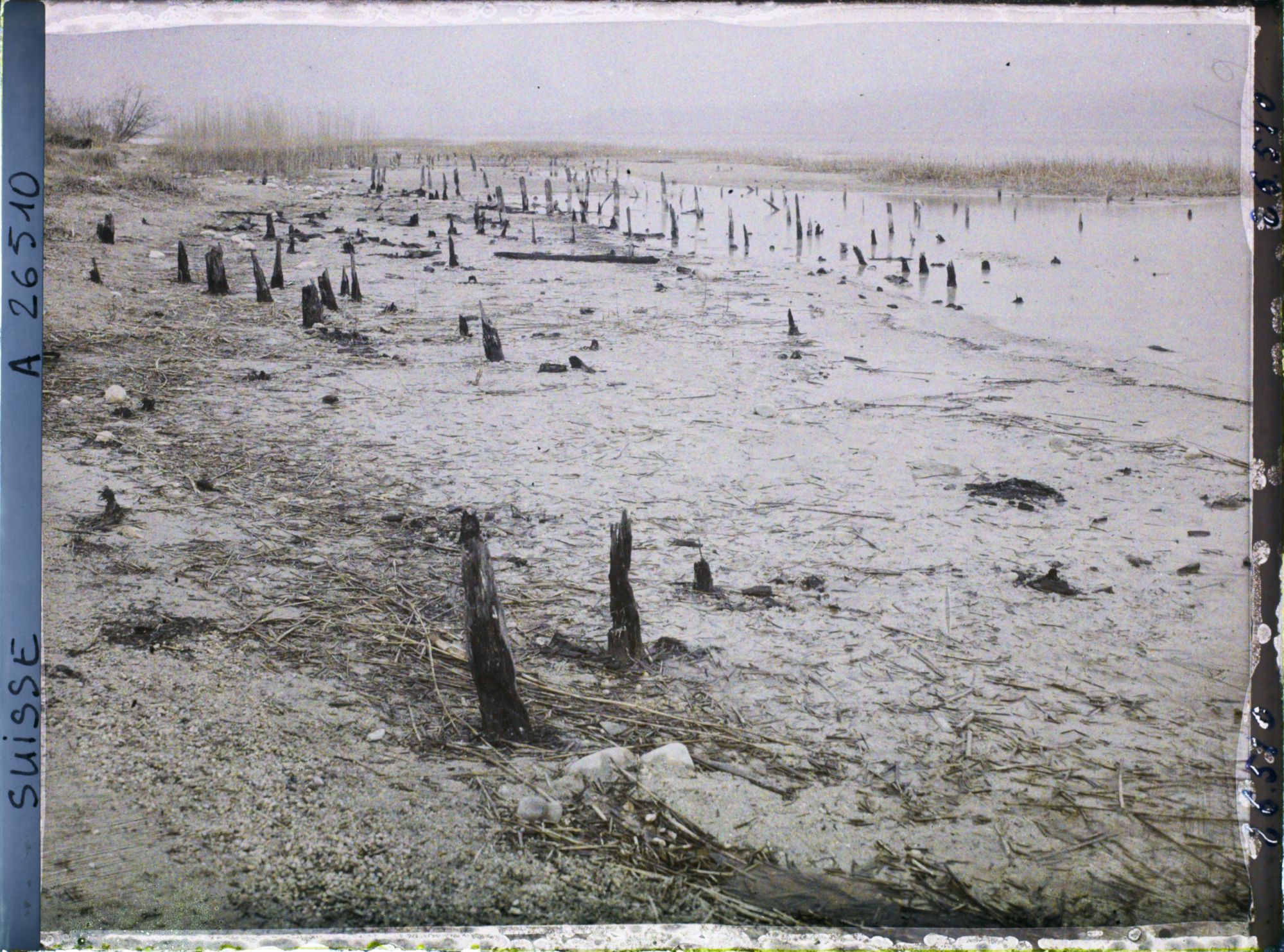 Image représentant Site palafittique préhistorique des Alpes, pieux en bois visibles lors de la baisse des eaux après la grande sécheresse de 1921