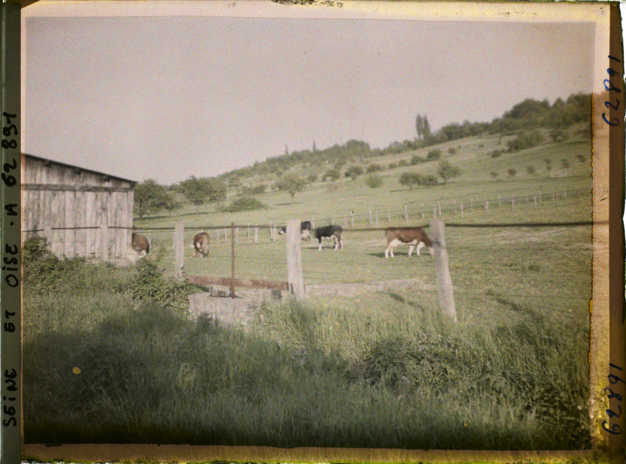 Image représentant Ile de France, Vetheuil, Vaches dans un pâturage