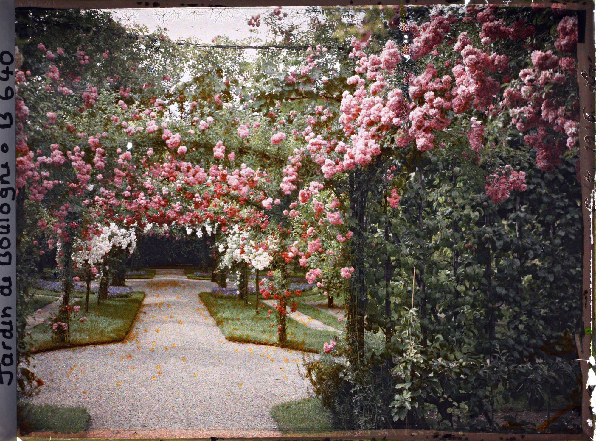 Image représentant Axe central du verger-roseraie vu près du second carrefour avant la dépendance