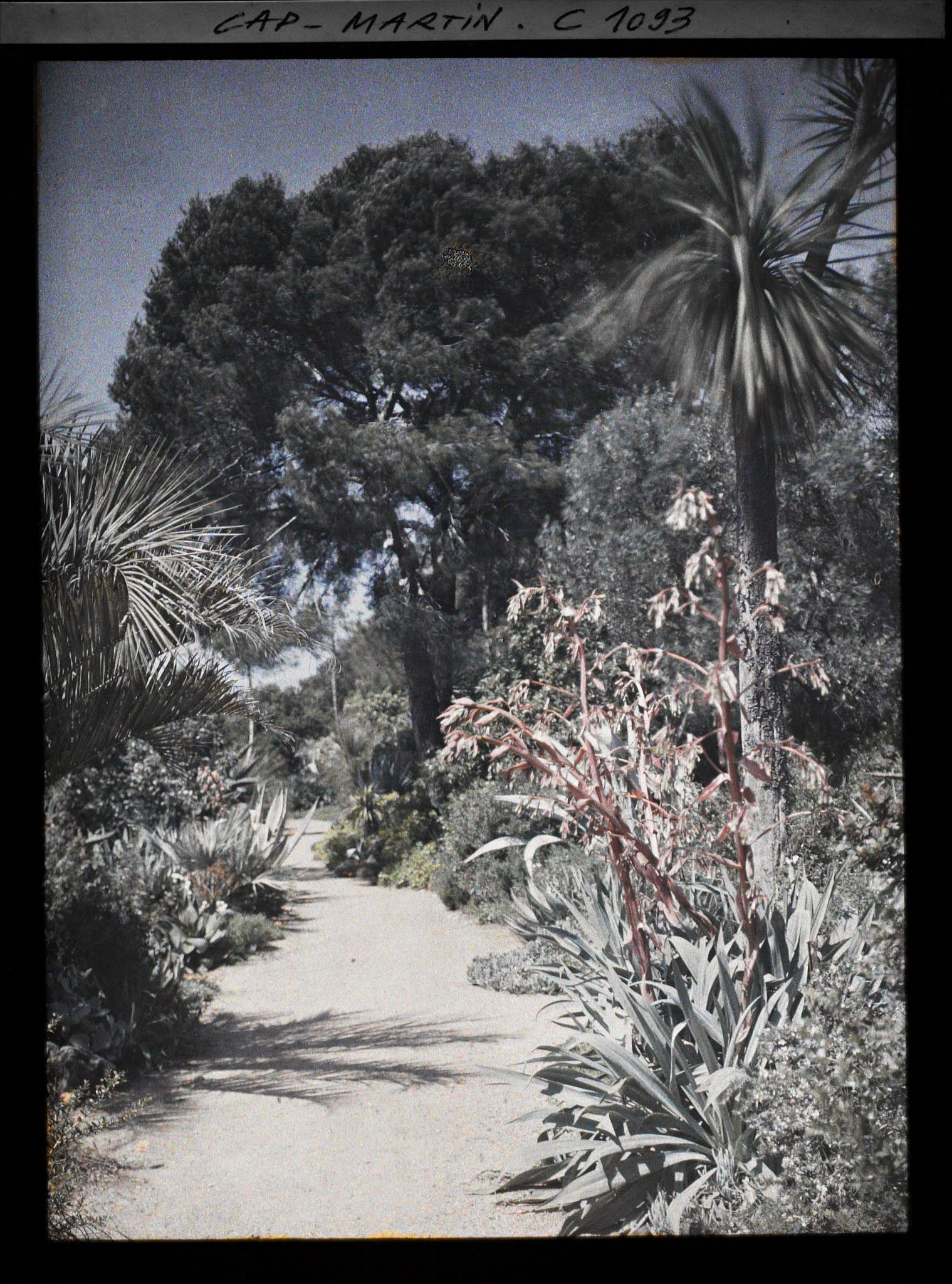 Image représentant le Jardin