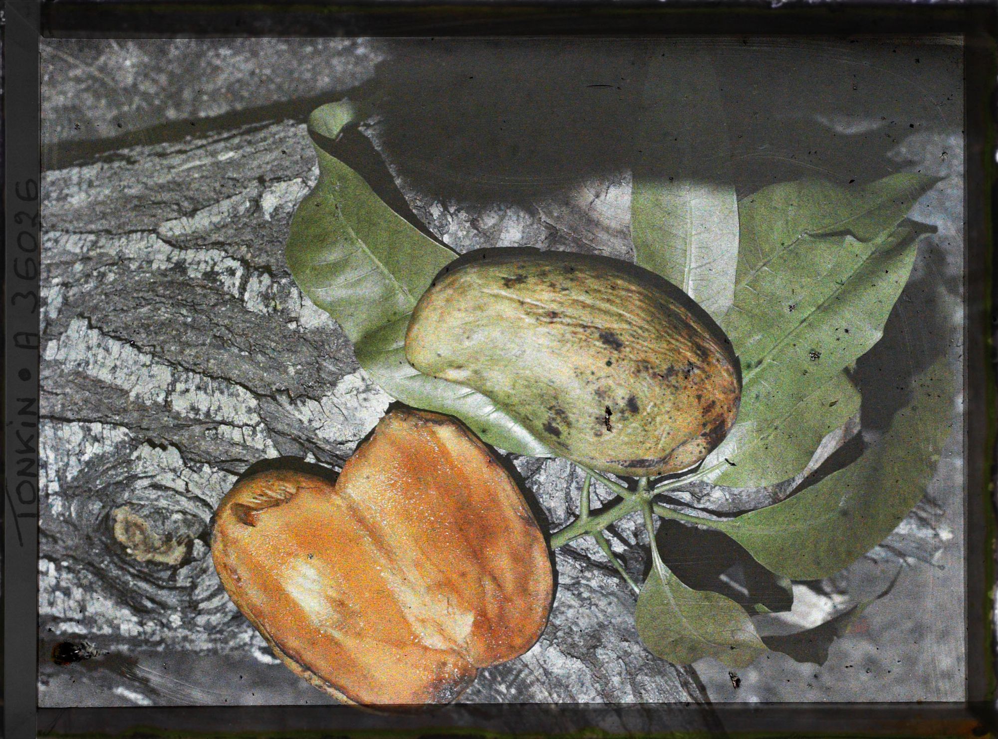 Image représentant Les feuilles et les fruits du manguier