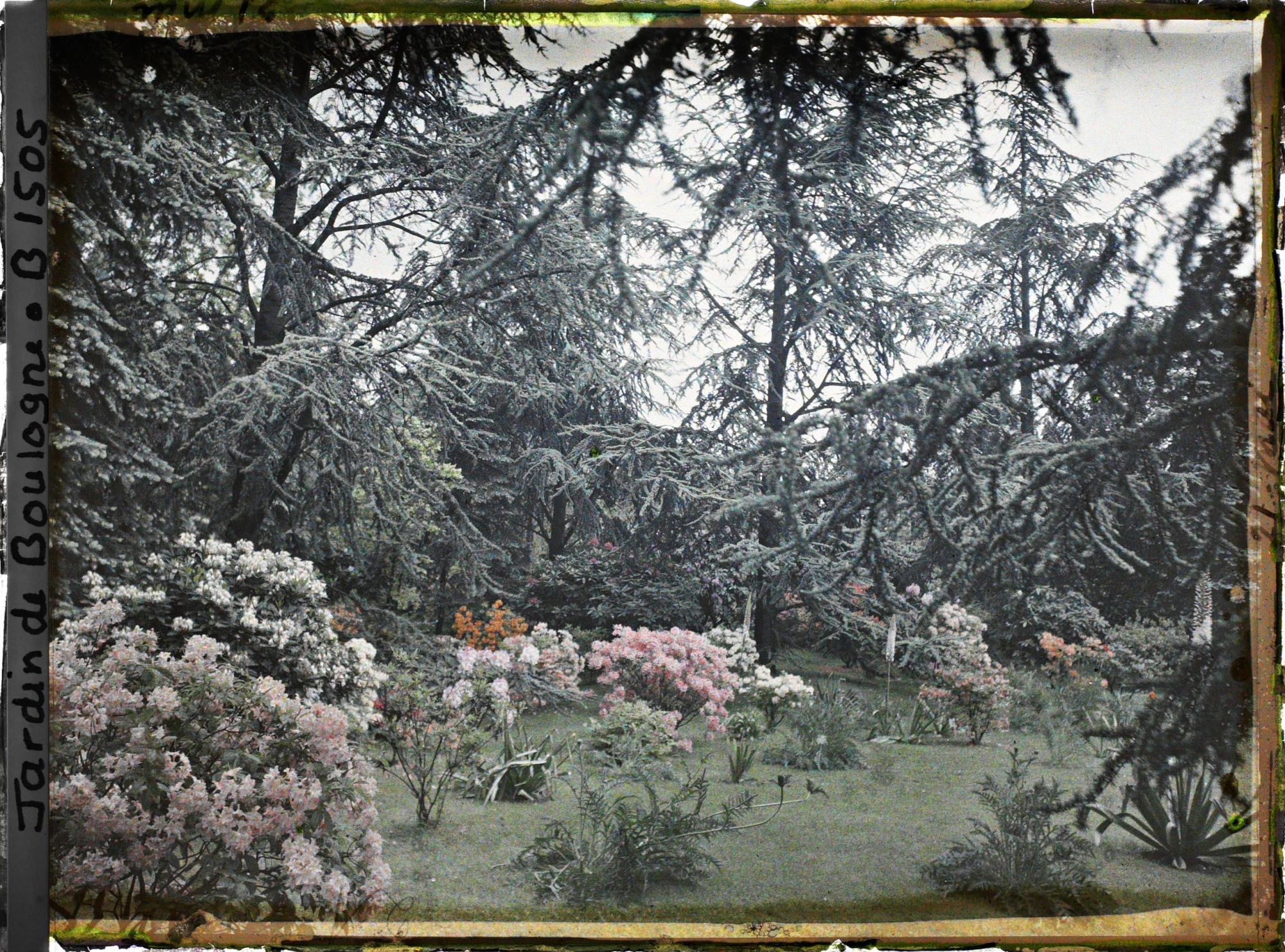 Image représentant Azalées sur la pelouse bordée par la forêt bleue