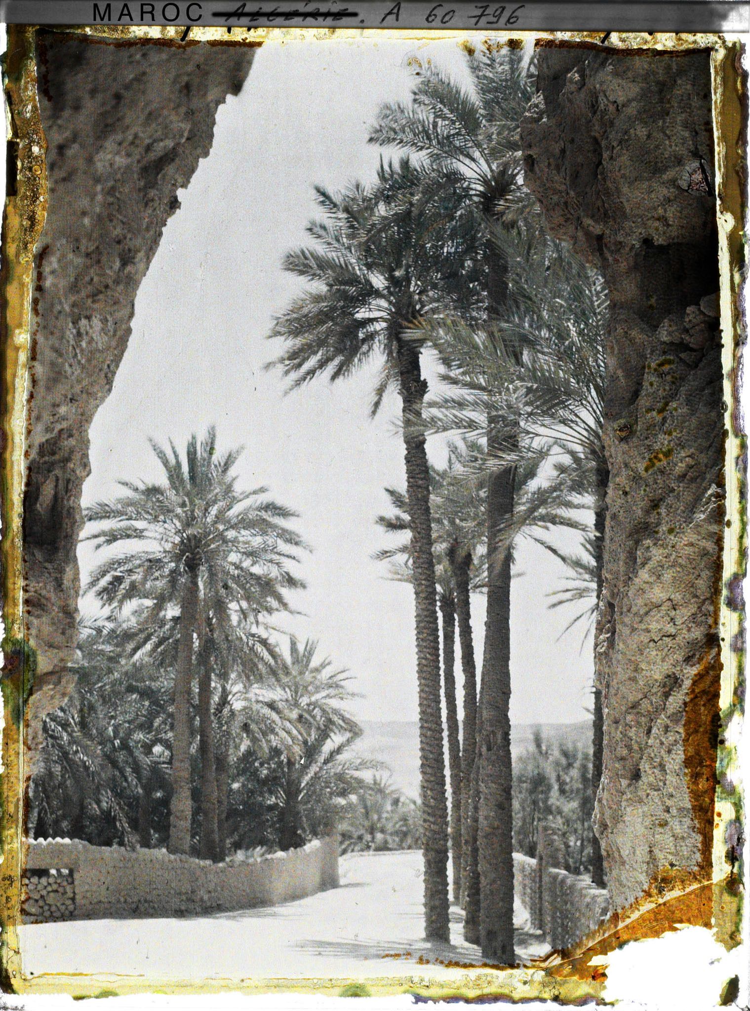 Image représentant La sortie de la palmeraie