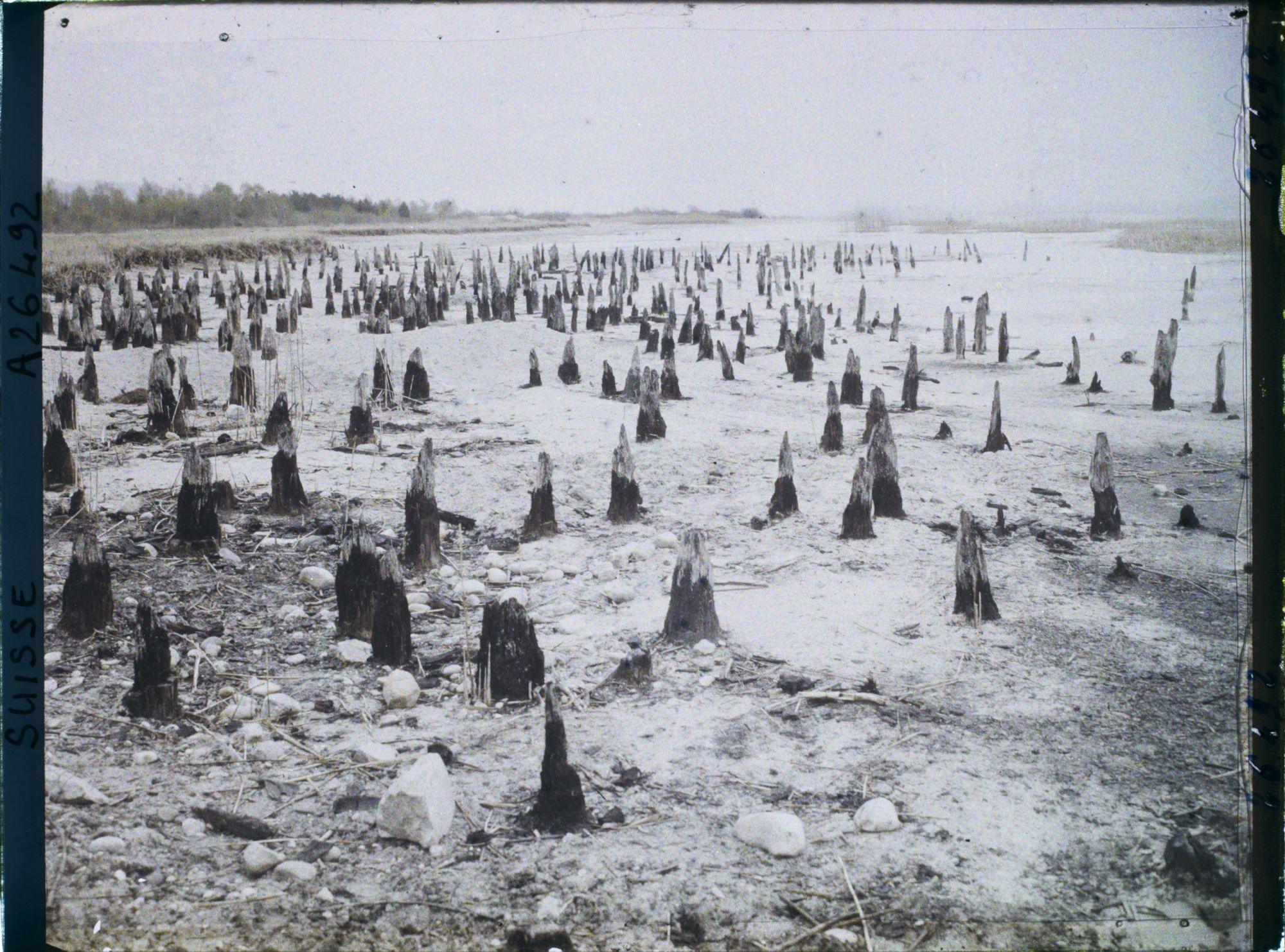 Image représentant Site palafittique préhistorique des Alpes, pieux en bois visibles lors de la baisse des eaux après la grande sécheresse de 1921