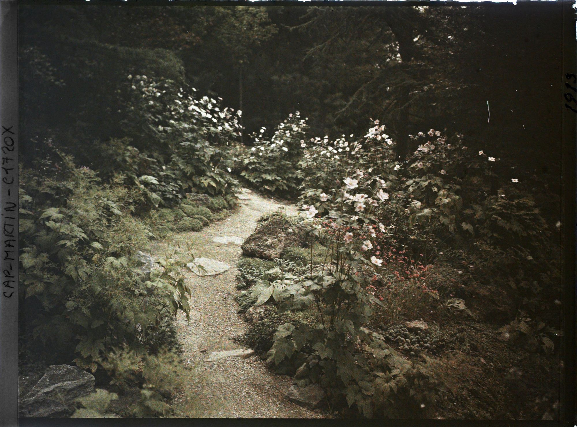 Image représentant Anémones du Japon en fleurs, ornant un sentier de sous-bois