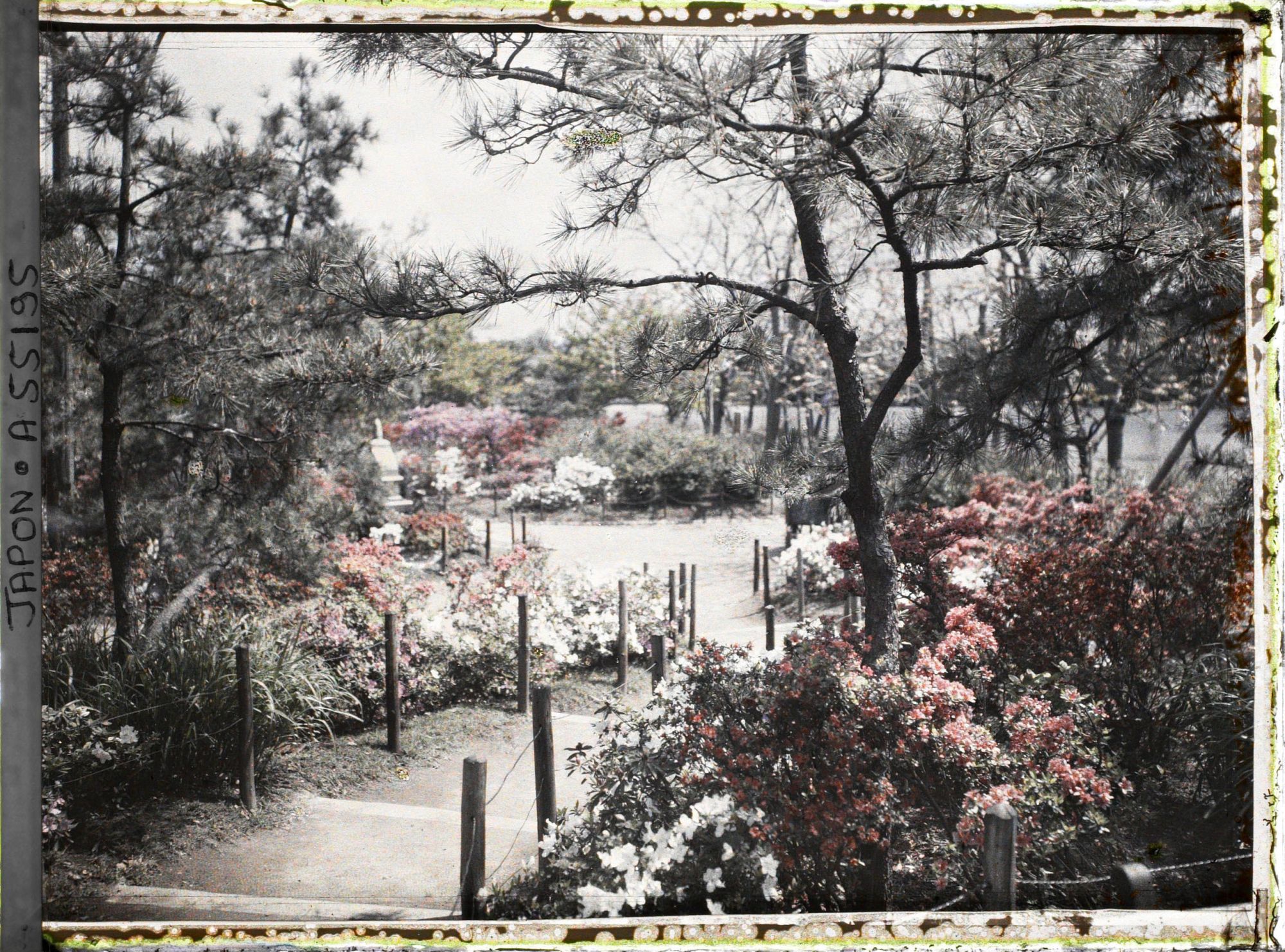 Image représentant Hibiya-koen (parc de Hibiya), allée bordée d'azalées