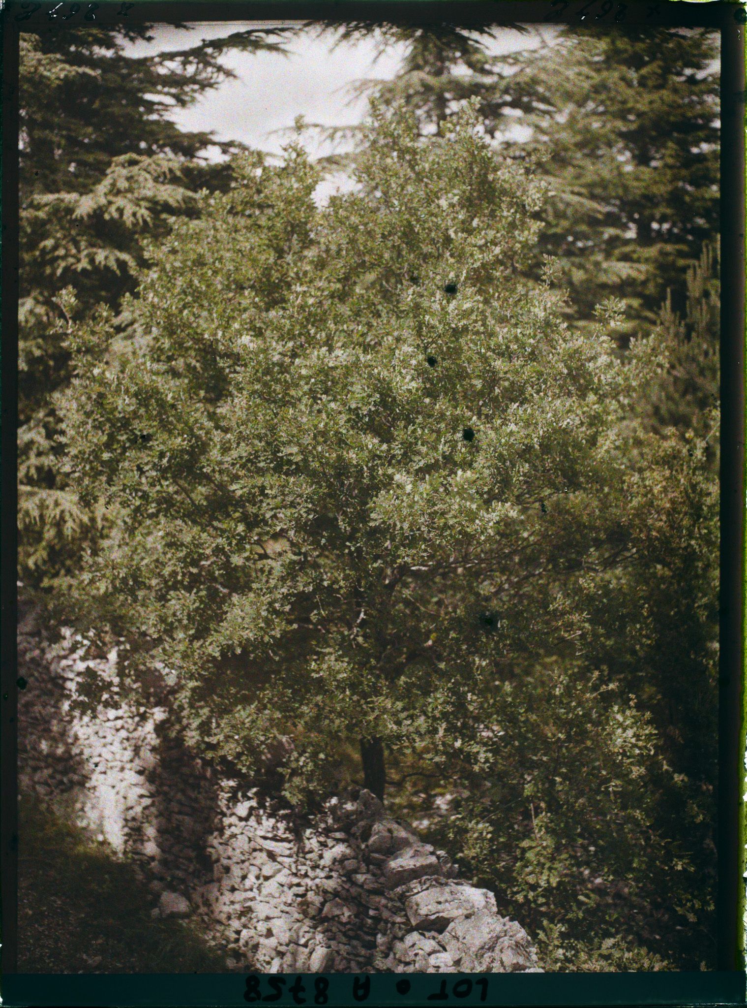 Image représentant France, Roc-Amadour, L'un des plus vieux chênes truffiers de la région : il meurt de ces tubercules !!