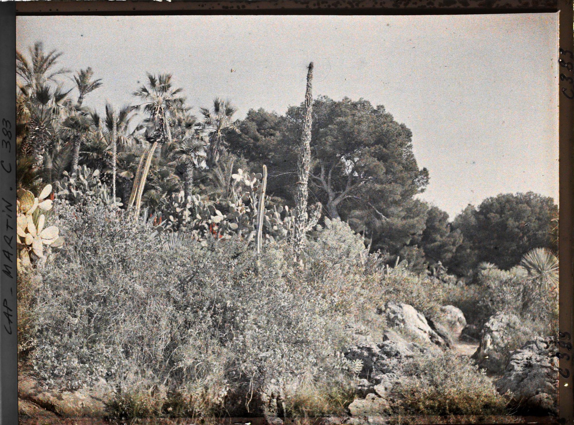 Image représentant Cap Martin Le Jardin