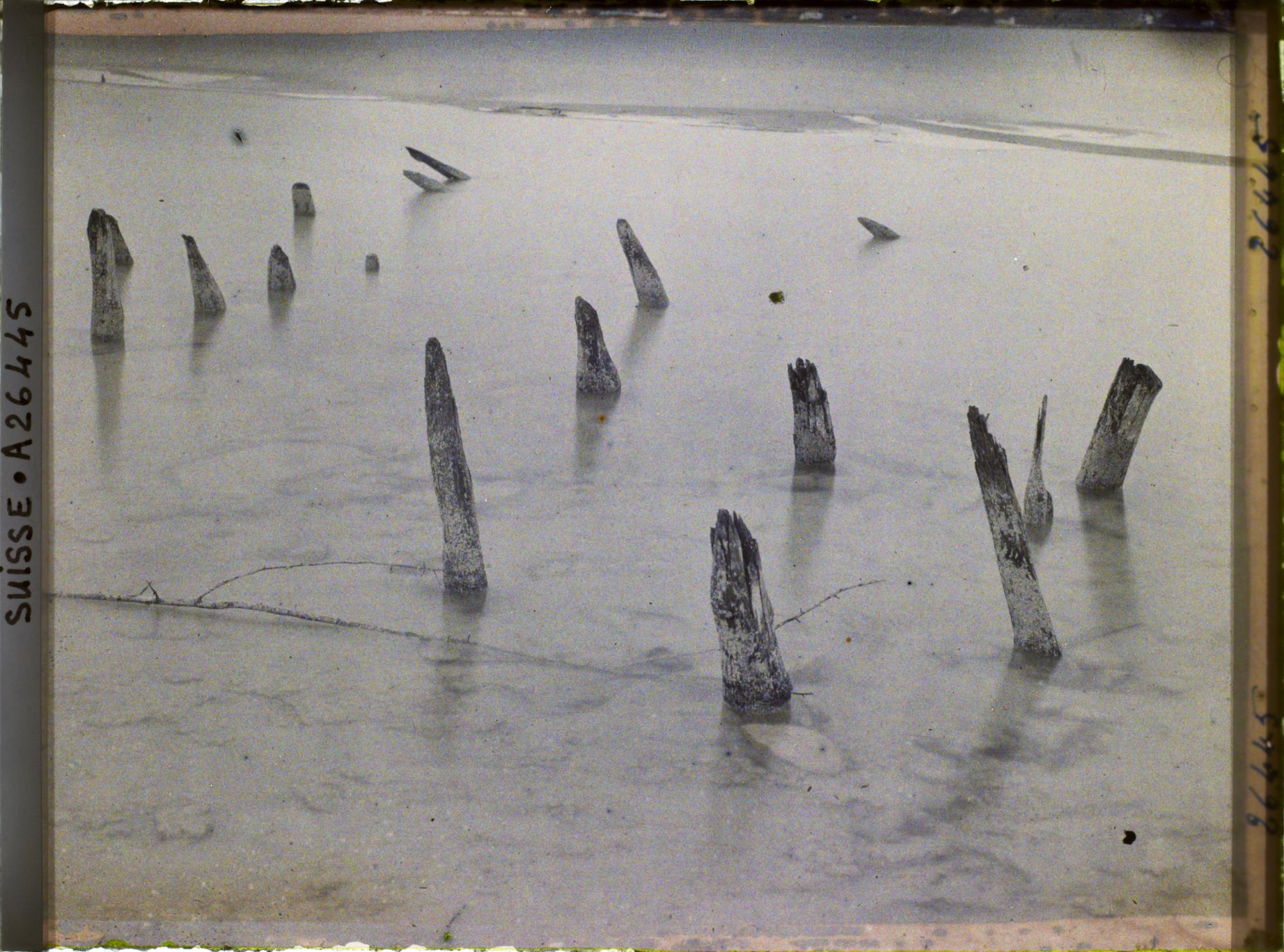 Image représentant Site palafittique préhistorique des Alpes, pieux en bois visibles lors de la baisse des eaux après la grande sécheresse de 1921