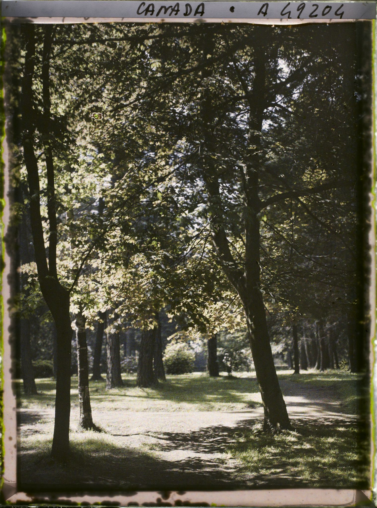 Image représentant Canada, Victoria, Beaconhill parc, autre vue sous bois