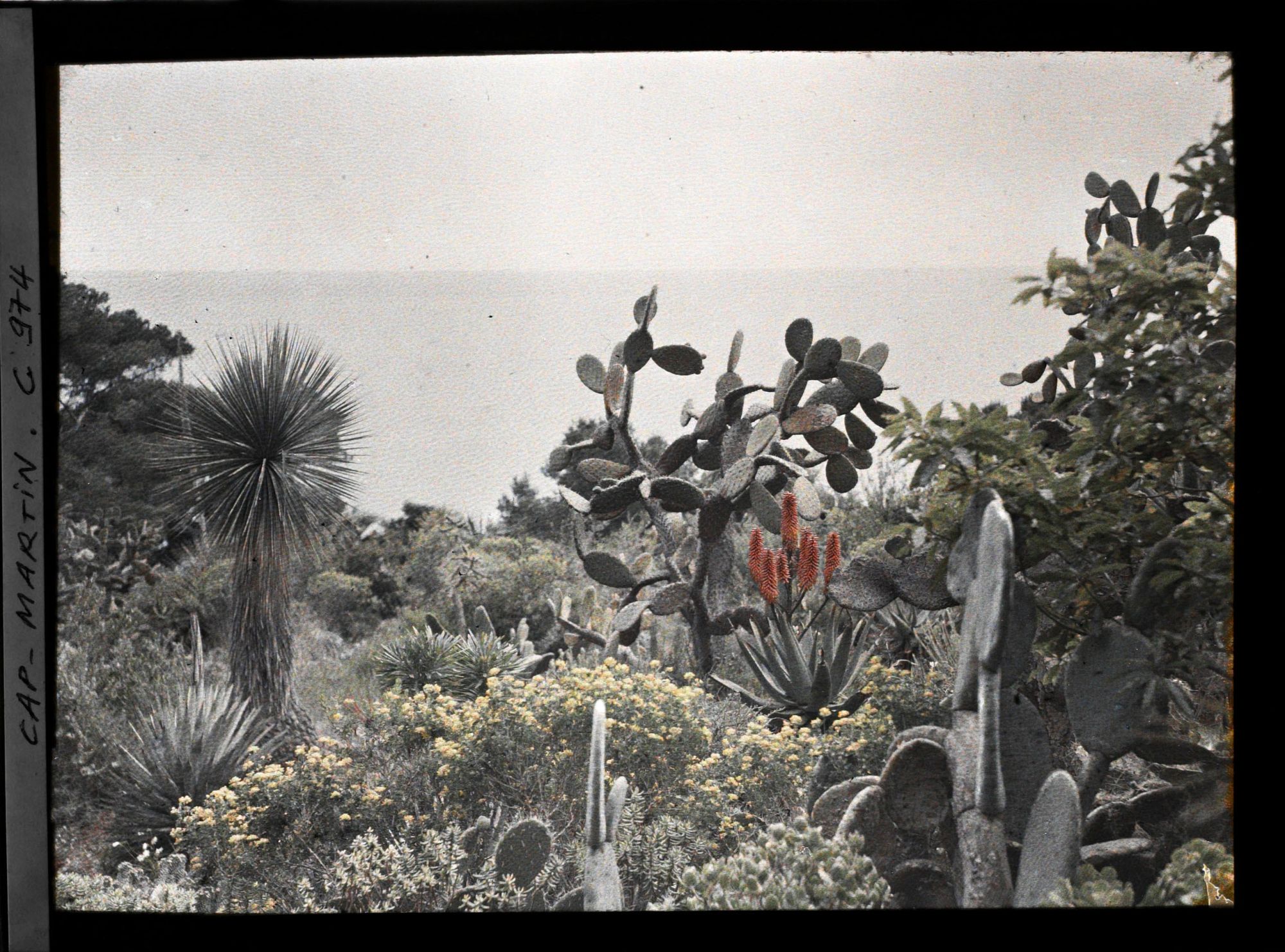 Image représentant Figuiers de Barbarie, vue vers la Mer