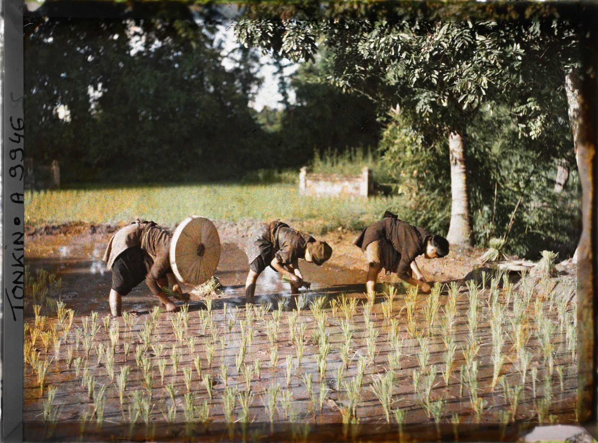 Image représentant Le repiquage du riz pour la récolte de novembre