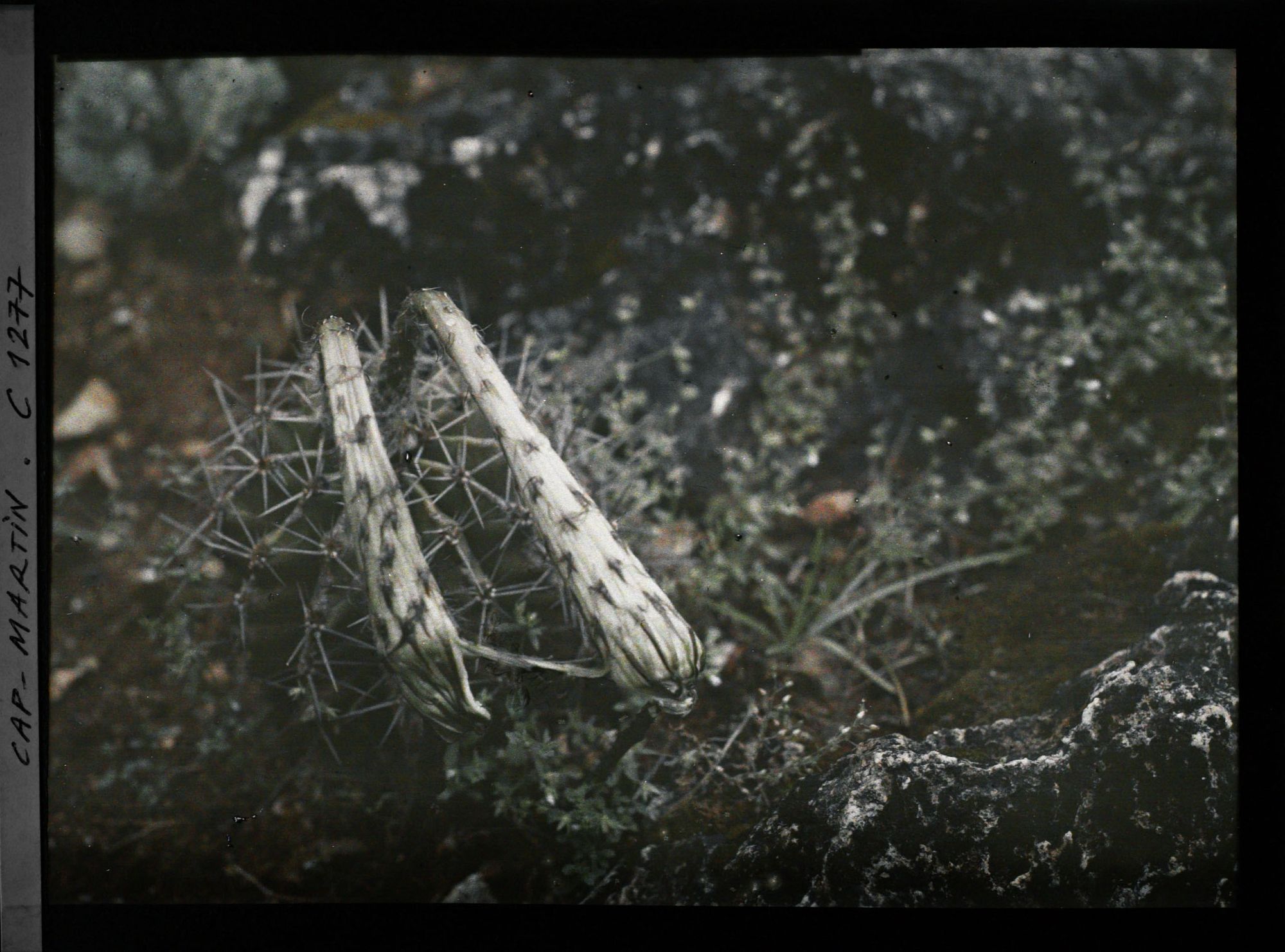 Image représentant Fleurs de cactus fanées