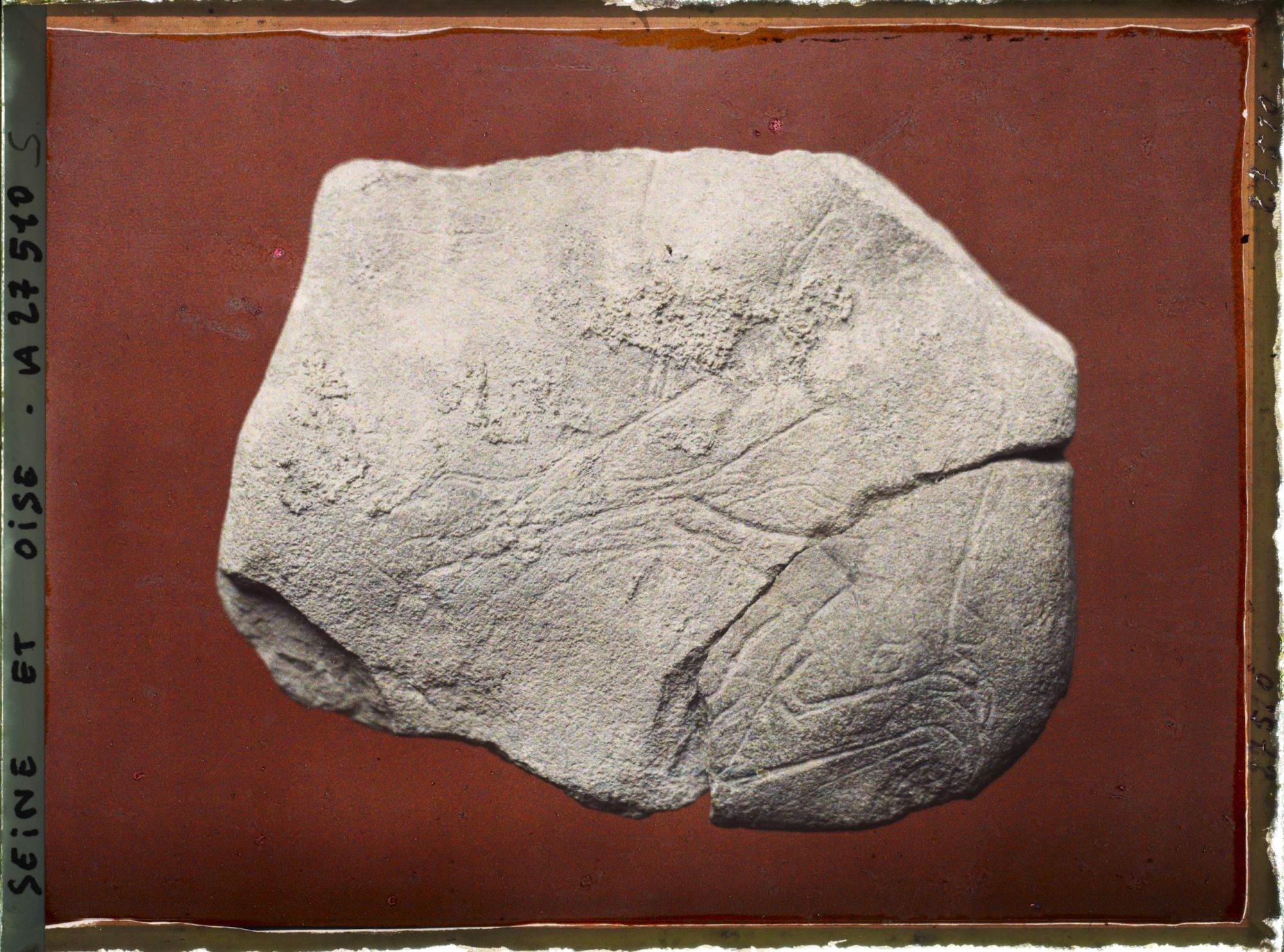 Image représentant France, St Germain-en-Laye, Tête de bouquetin gravé s/ Calcaire 56751