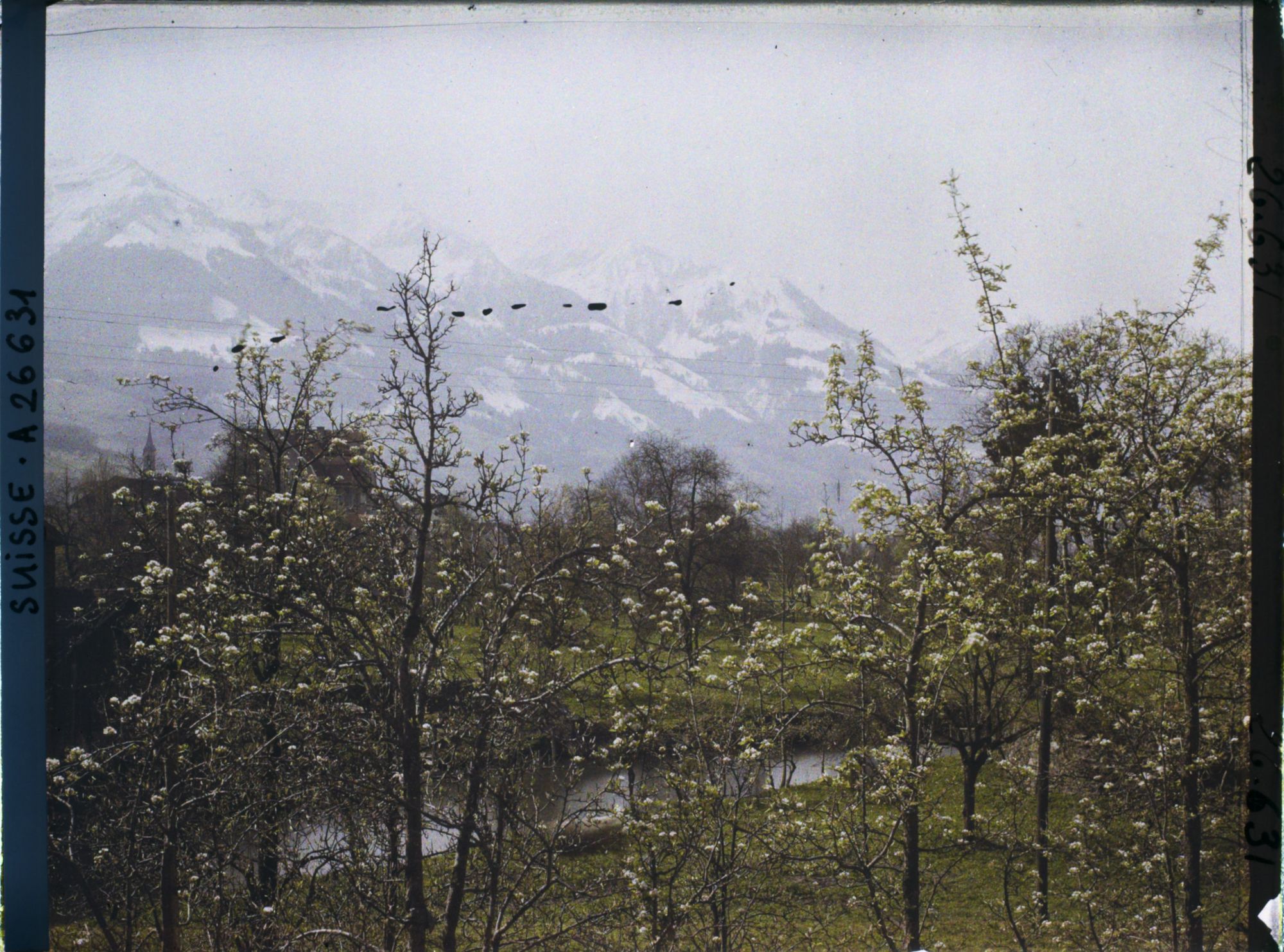 Image représentant Panorama sur la rivière de Sarnen avec des arbres en fleurs