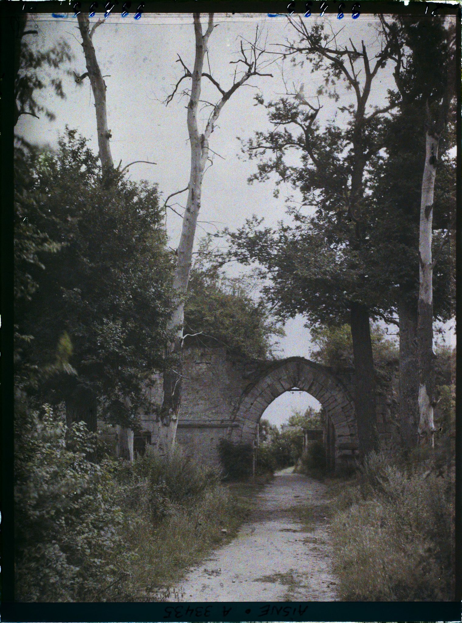 Image représentant France, Coucy le Château, Entrée du Parc du Doujon et arbre mort