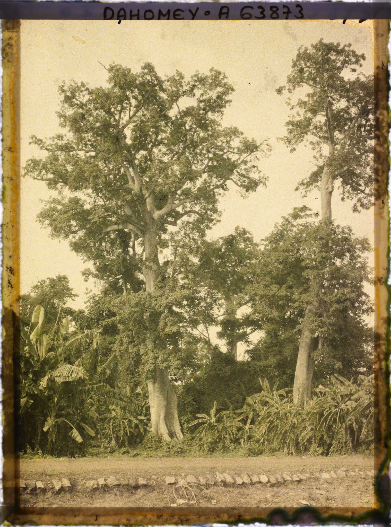 Image représentant Des kapokiers et des bananiers
