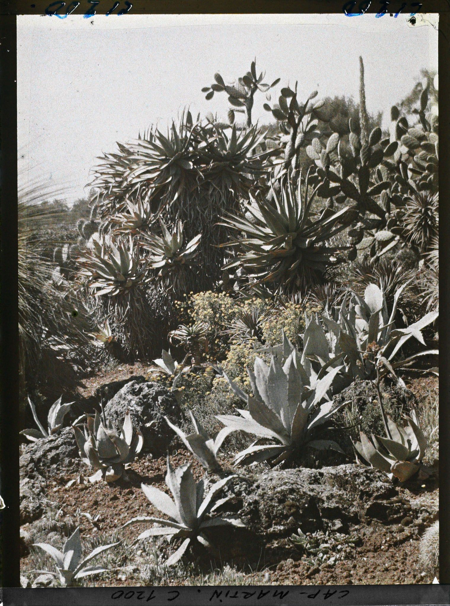 Image représentant le Jardin