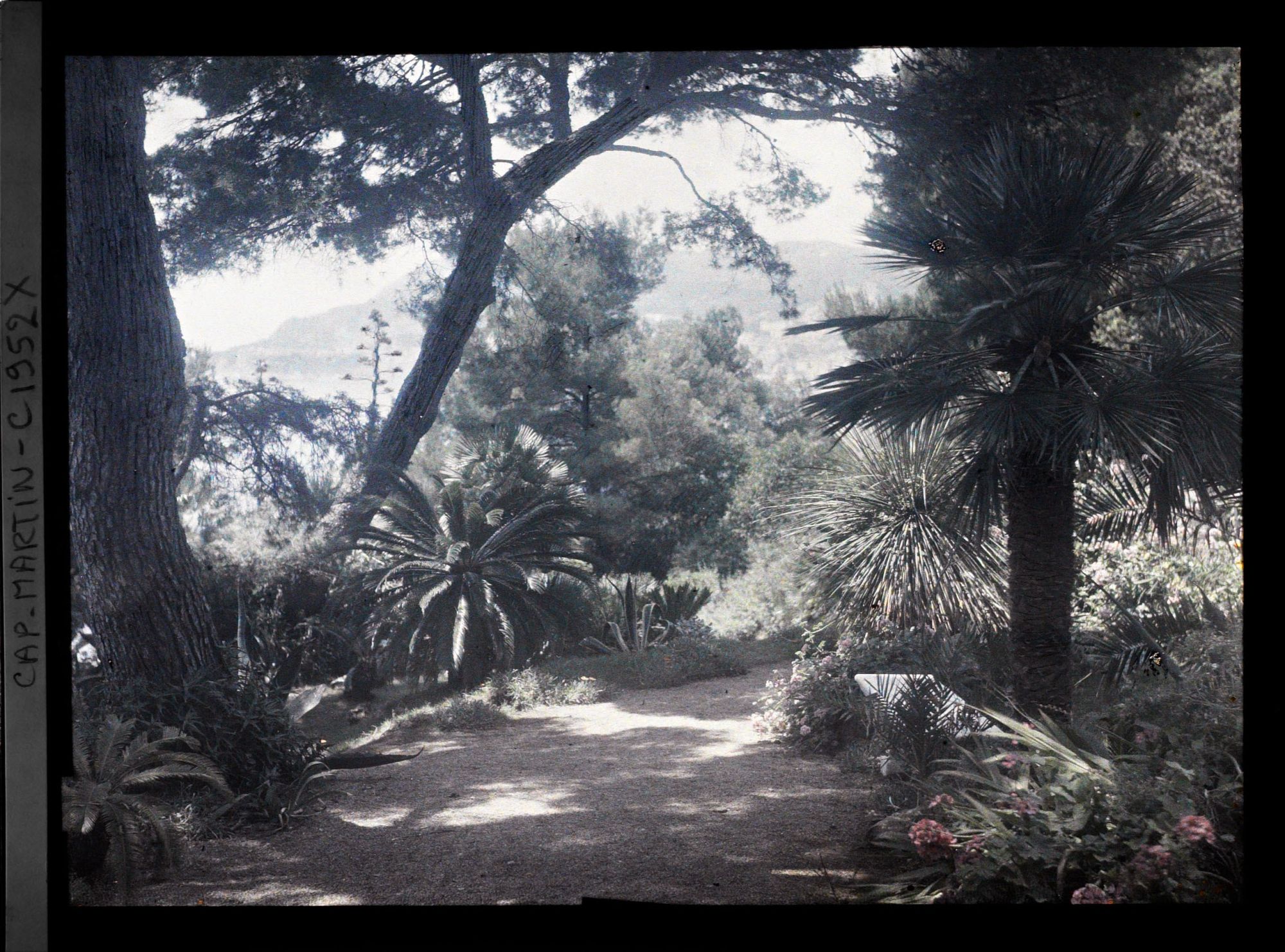 Image représentant Allée bordée de palmiers, cycas et autres plantes exotiques, vue en direction de Monaco