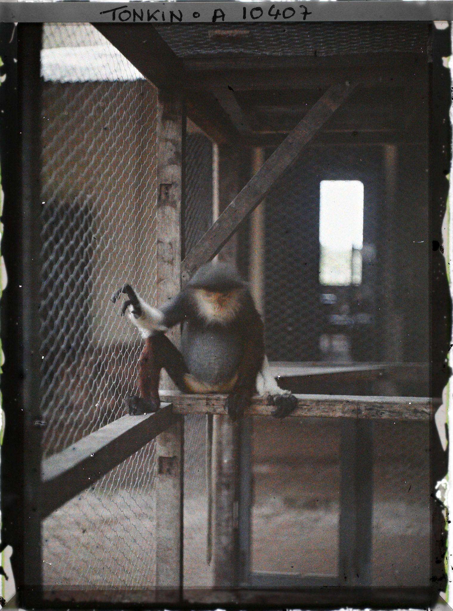 Image représentant Un " singe à culotte rouge " dans le zoo du jardin botanique