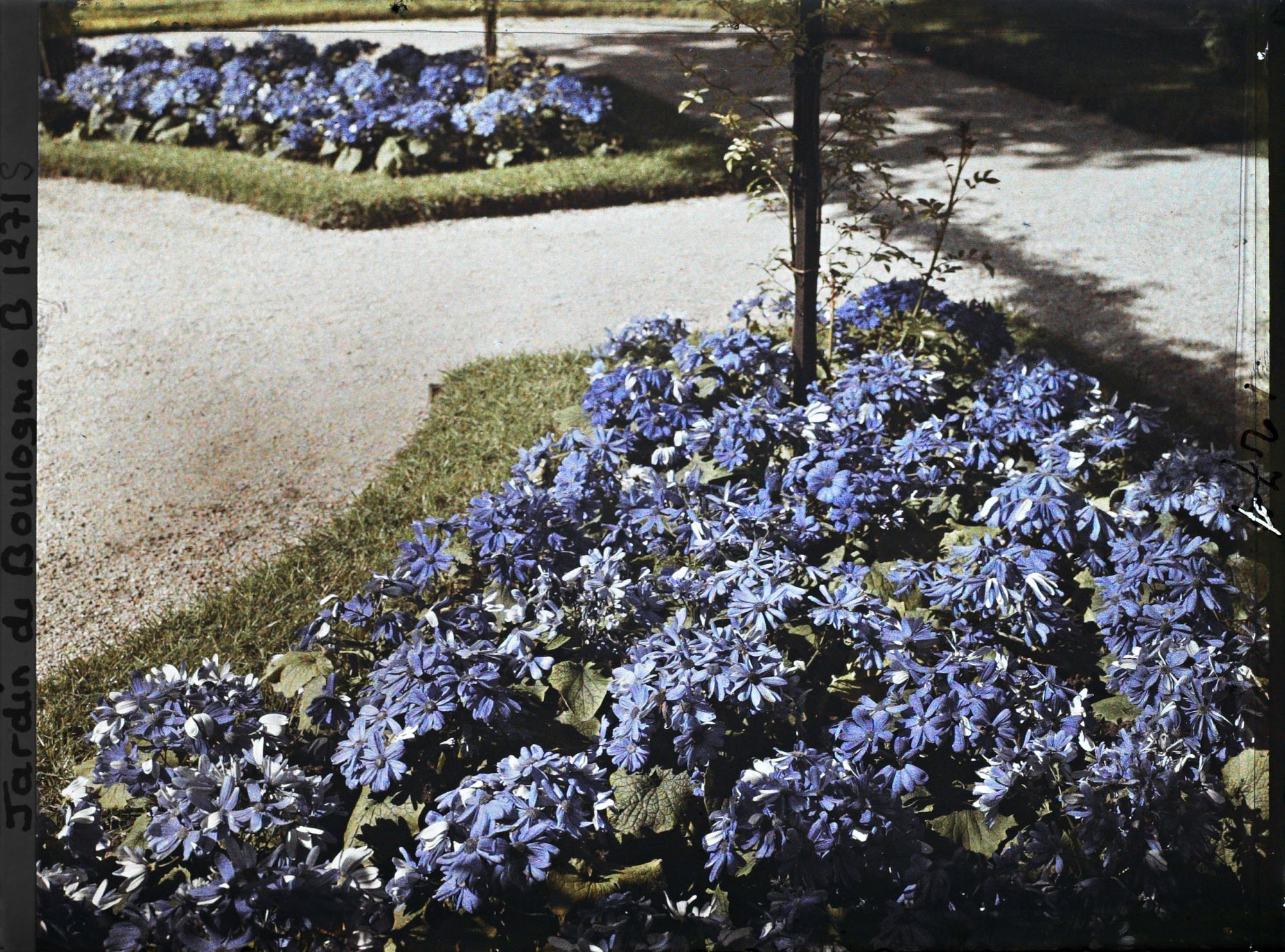 Image représentant Parterres de cinéraires bleues ornant le rond-point du verger-roseraie, proche du jardin français
