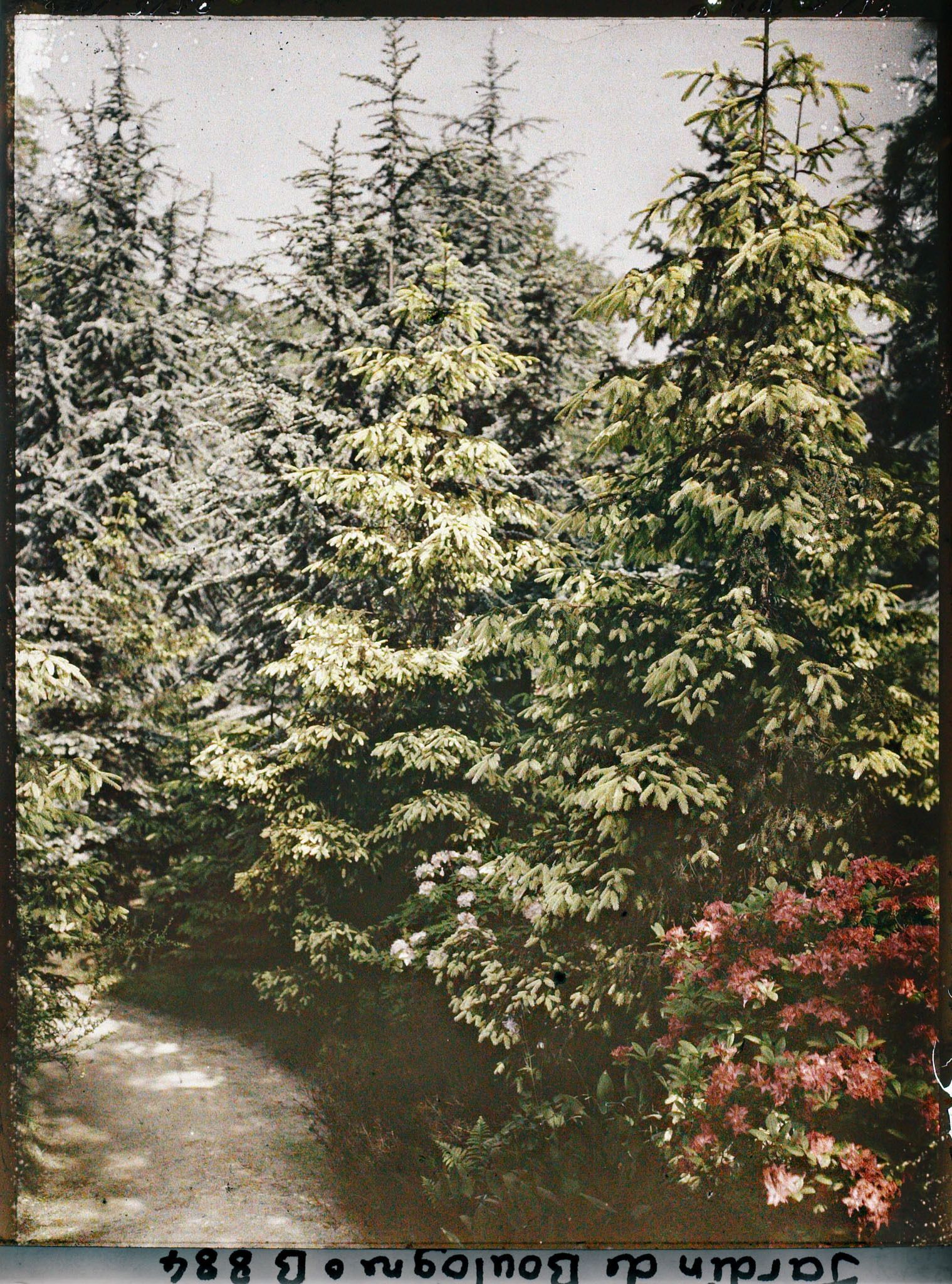 Image représentant La forêt dorée et la forêt bleue