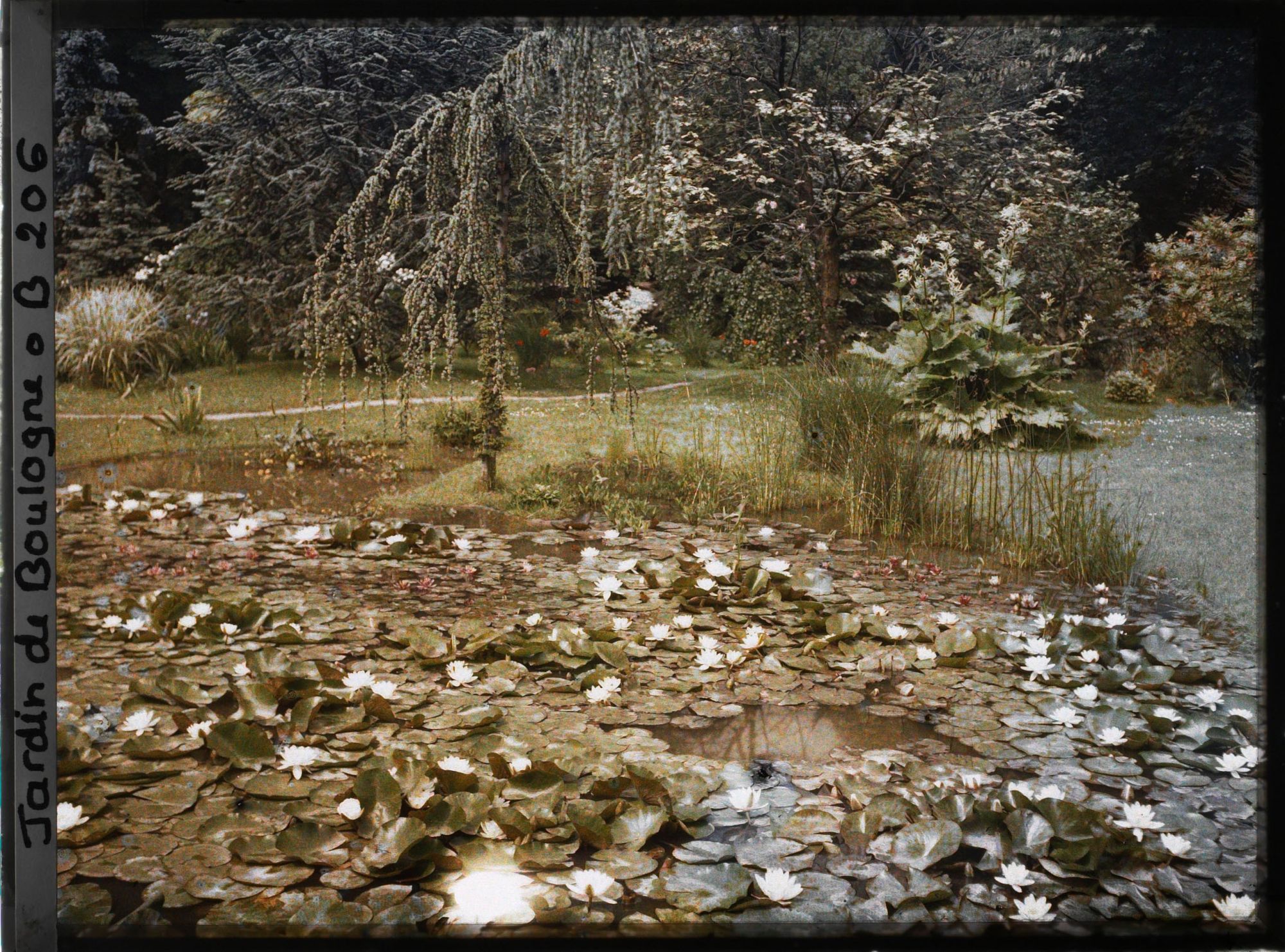 Image représentant Nénuphars en fleurs dans un " étang " du marais, vu vers le sud-est