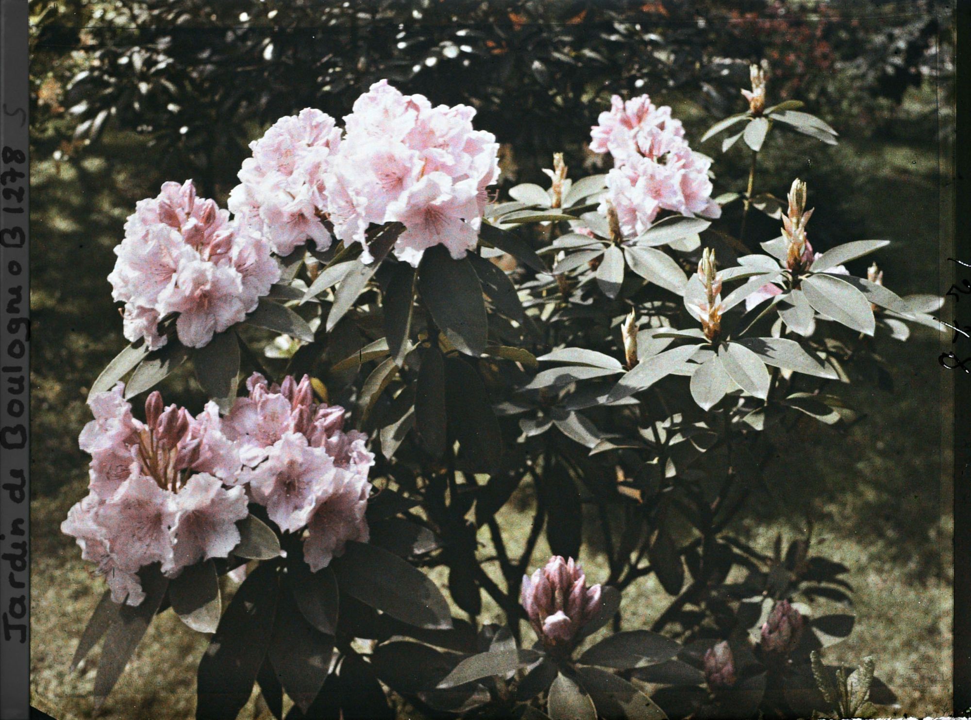Image représentant Pied de rhododendrons roses