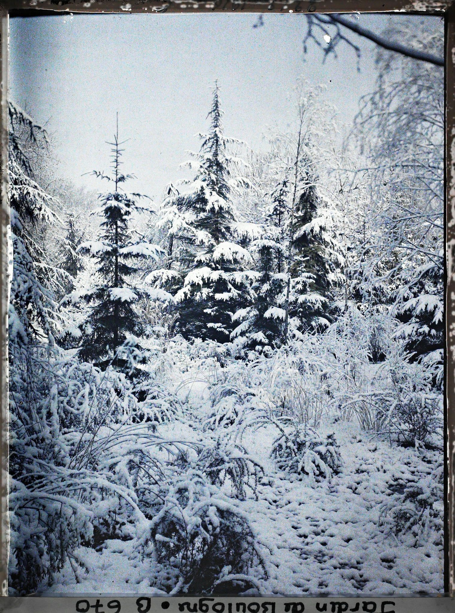 Image représentant La forêt vosgienne ?