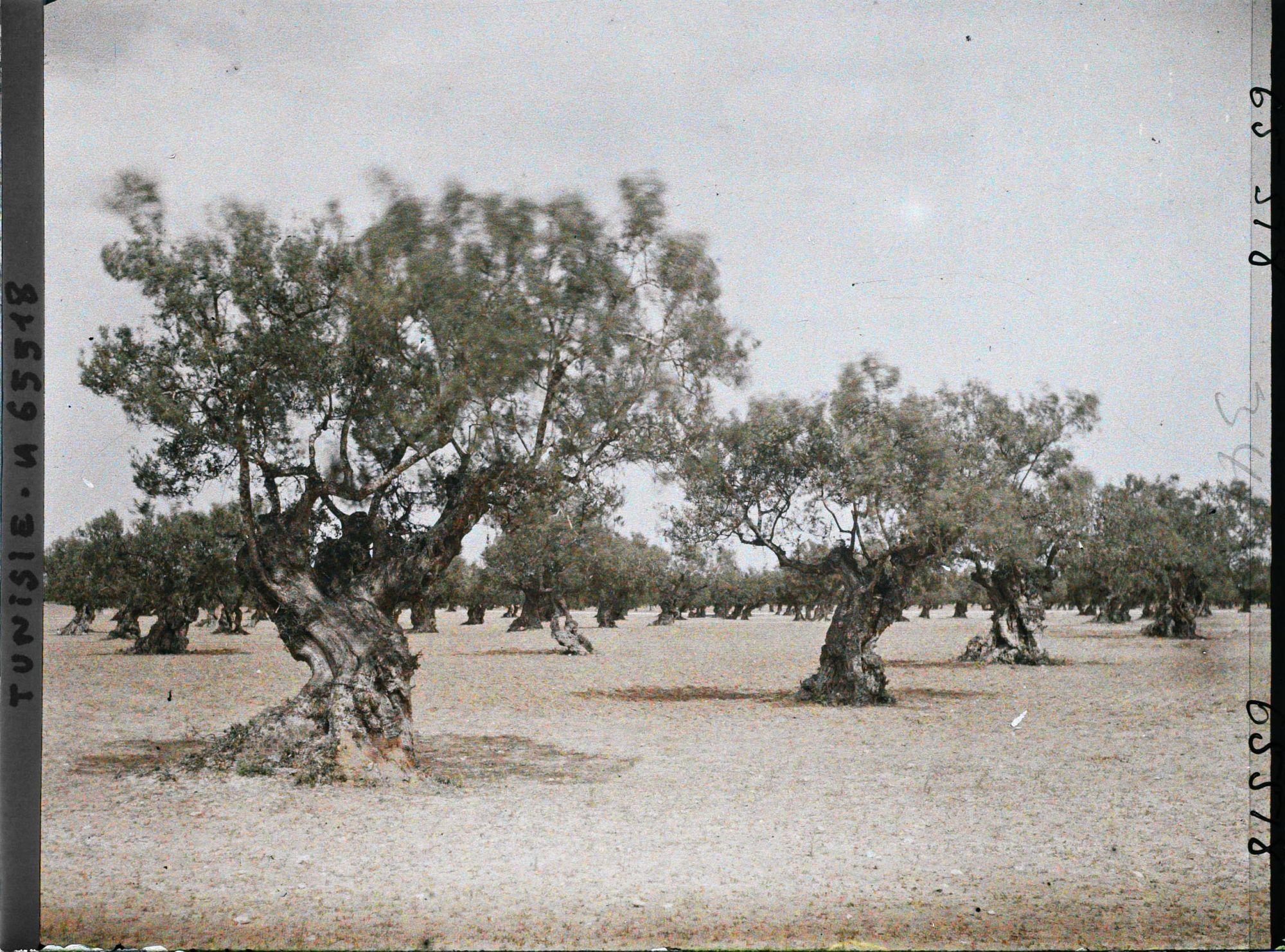 Image représentant Vieux oliviers dans une plantation (culture arabe)