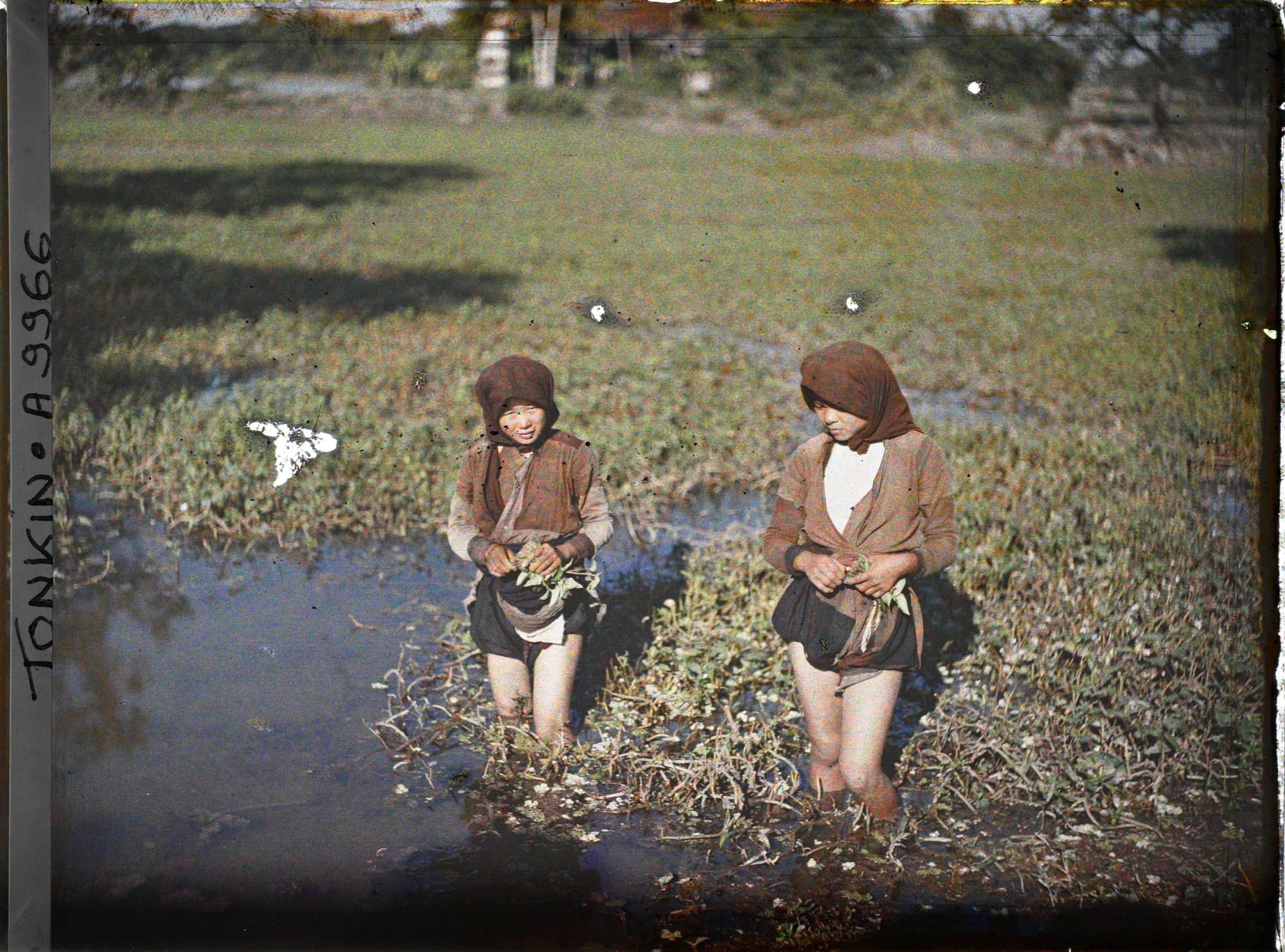 Image représentant Deux jeunes filles à la cueillette du liseron d'eau