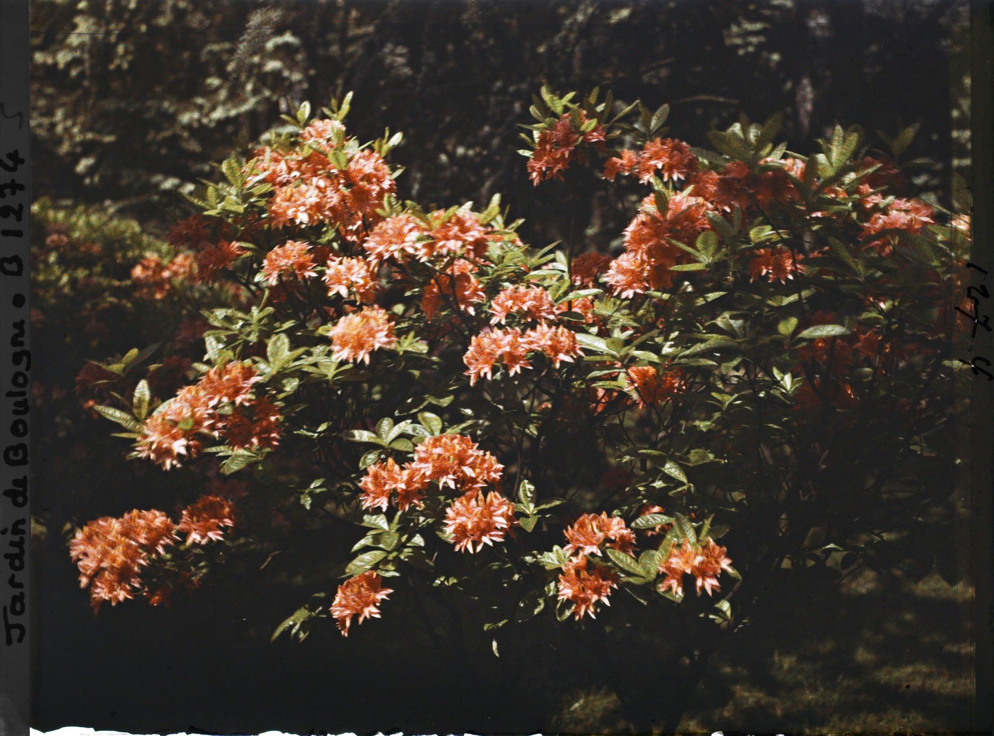 Image représentant Azalées rouges