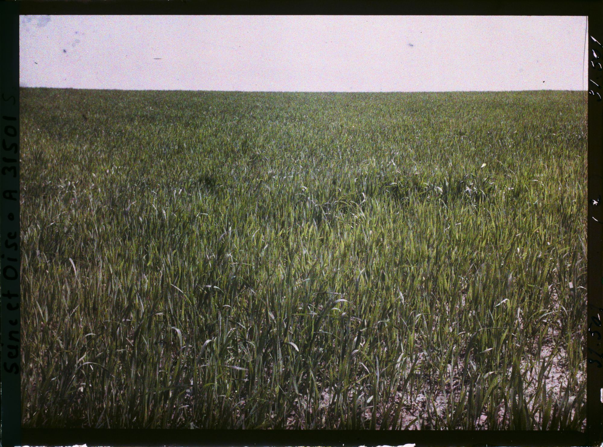 Image représentant France, Fontenay-Fleuri, Champ de blé (N° 2)