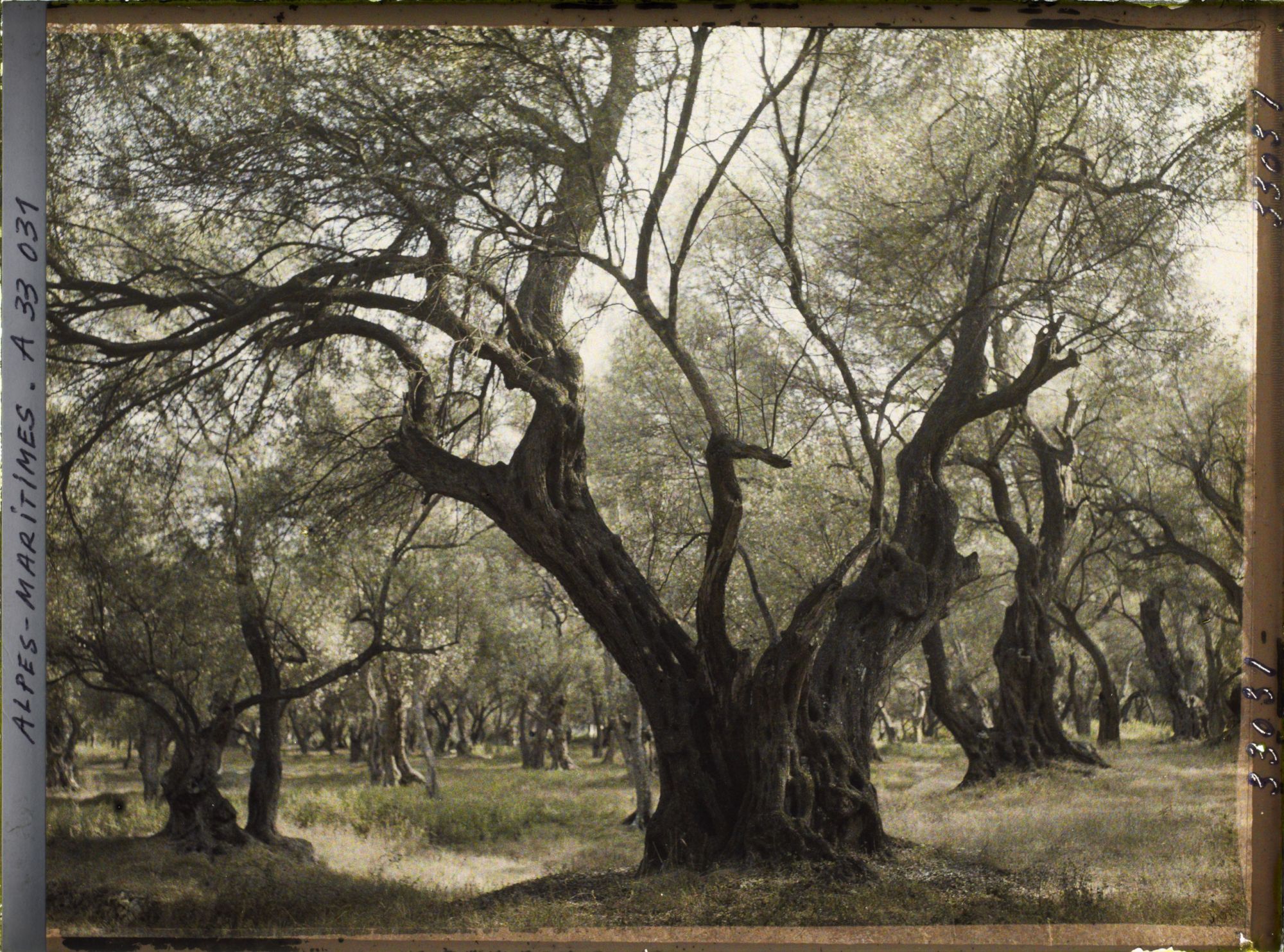 Image représentant Forêt d'oliviers