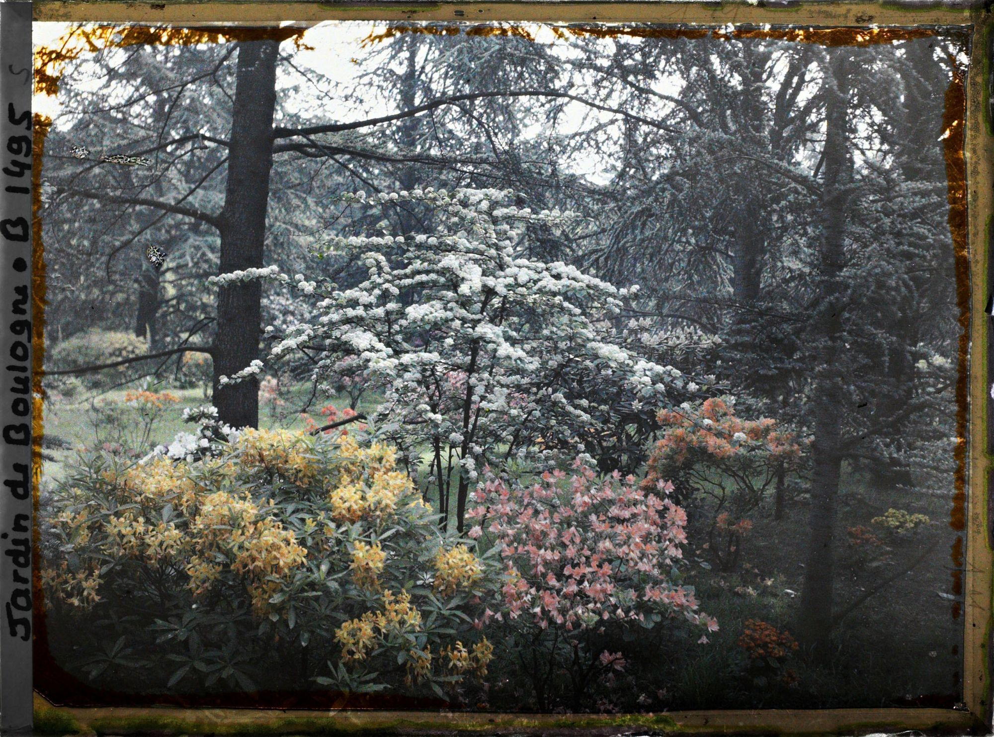 Image représentant Massif d'arbustes en fleurs proche de la partie est du marais, vu en direction du nord, nord-est