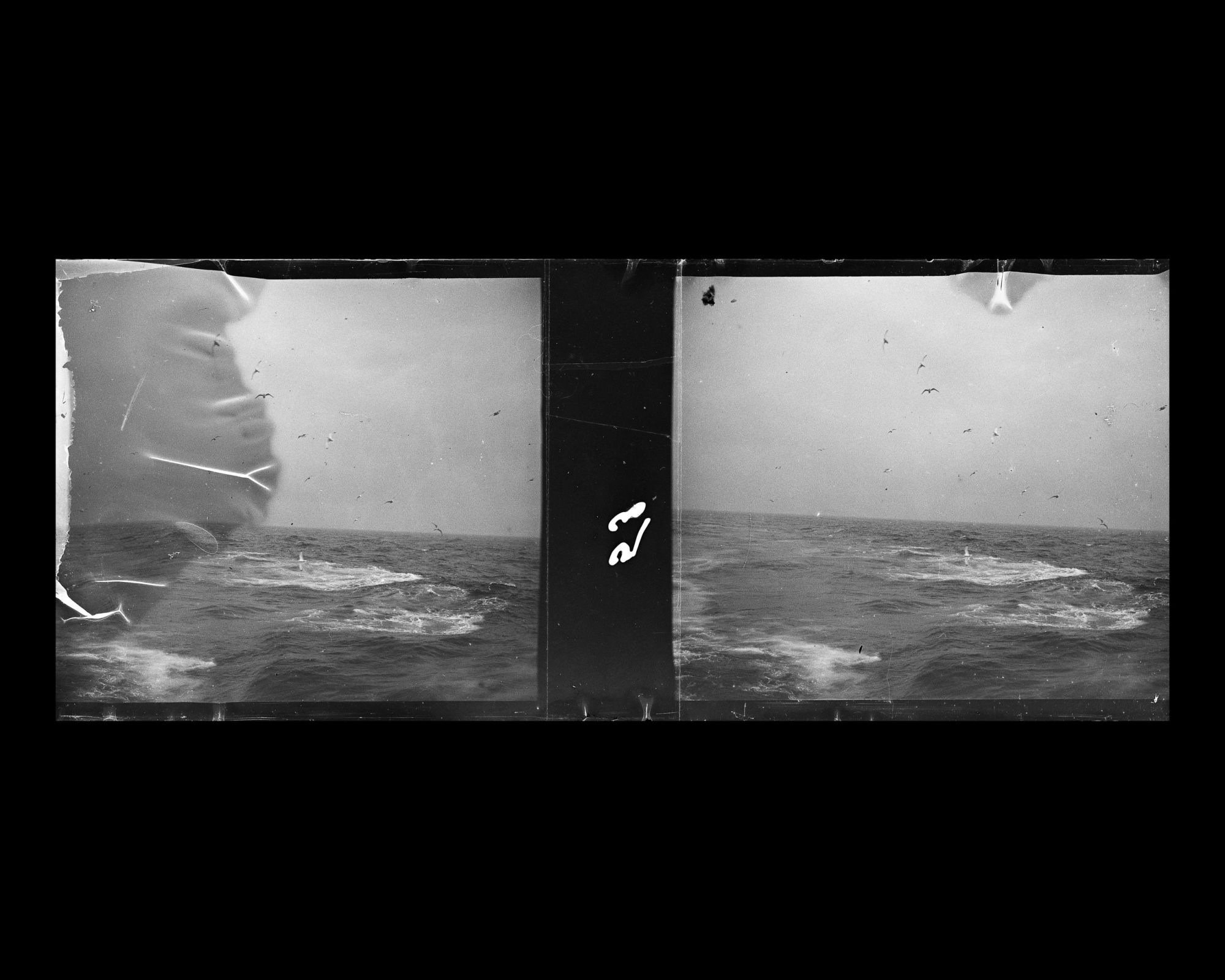 Image représentant Oiseaux marins au dessus de la mer agitée